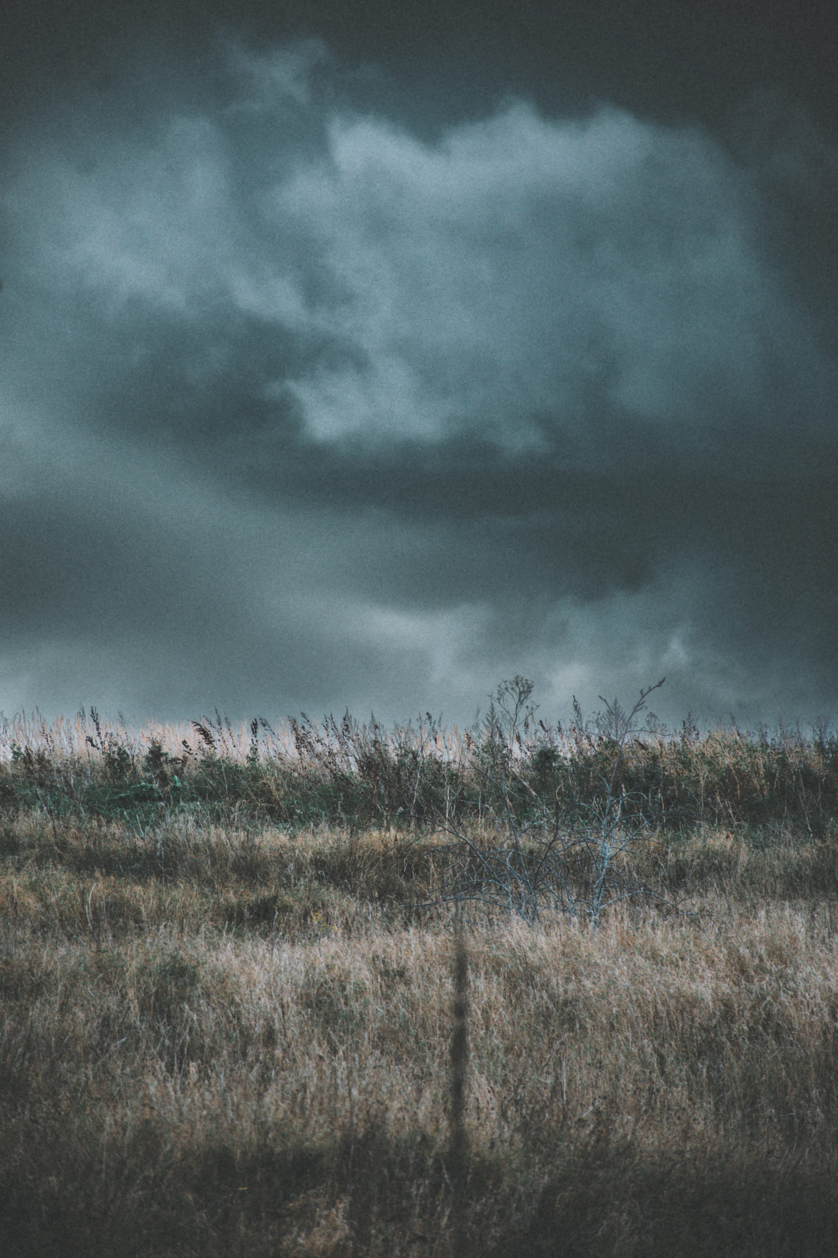 Storm clouds gathering above pale coastal reeds in Paljassaare, Tallinn, Estonia.