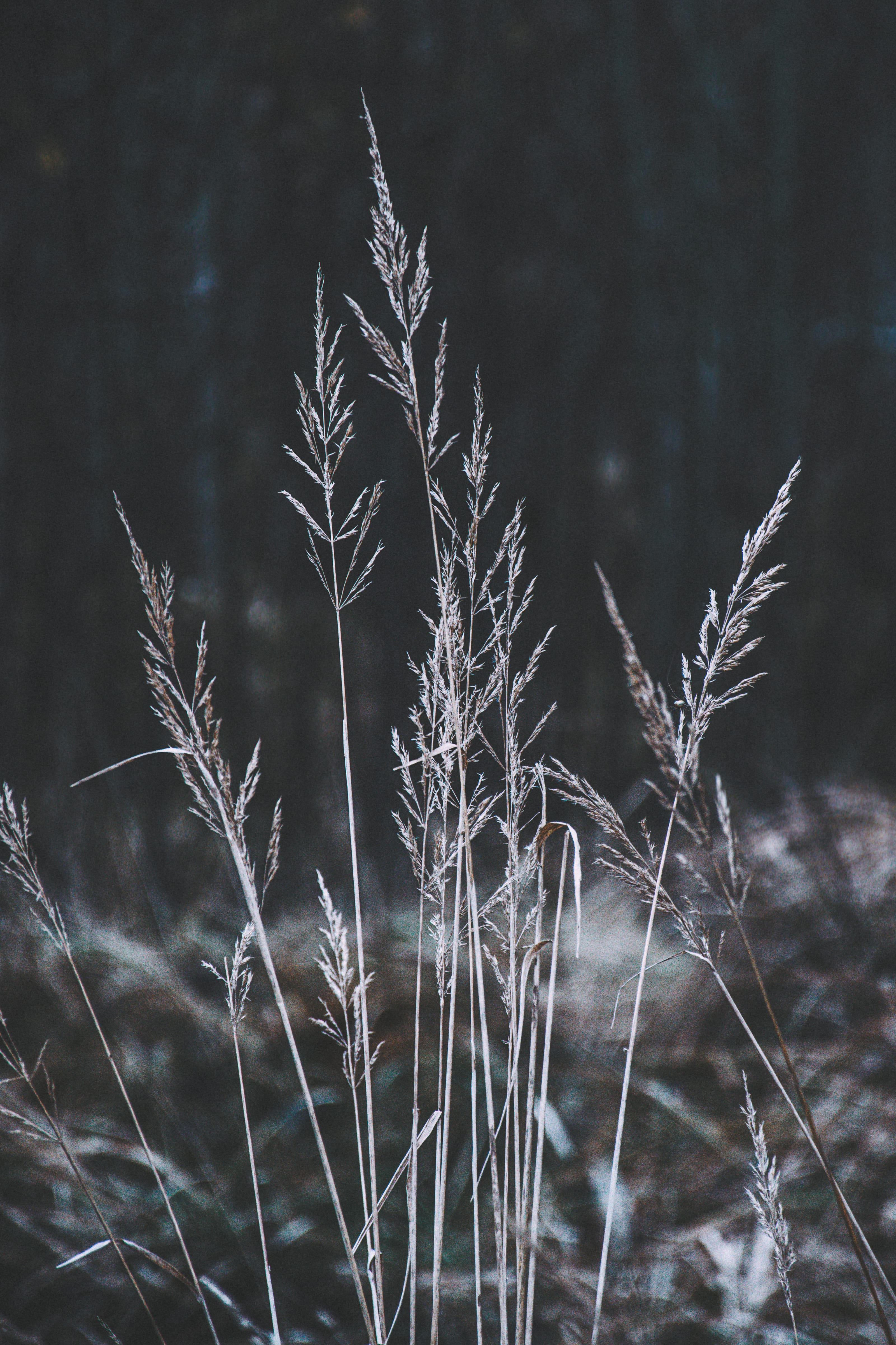 Dry grass and bare trees on a quiet coastal meadow in Paljassaare, Tallinn, Estonia.