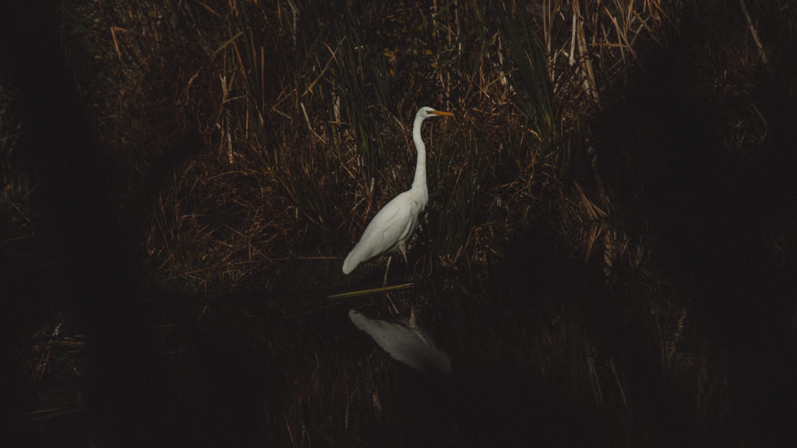 White egret standing in dark reflective coastal water at Paljassaare