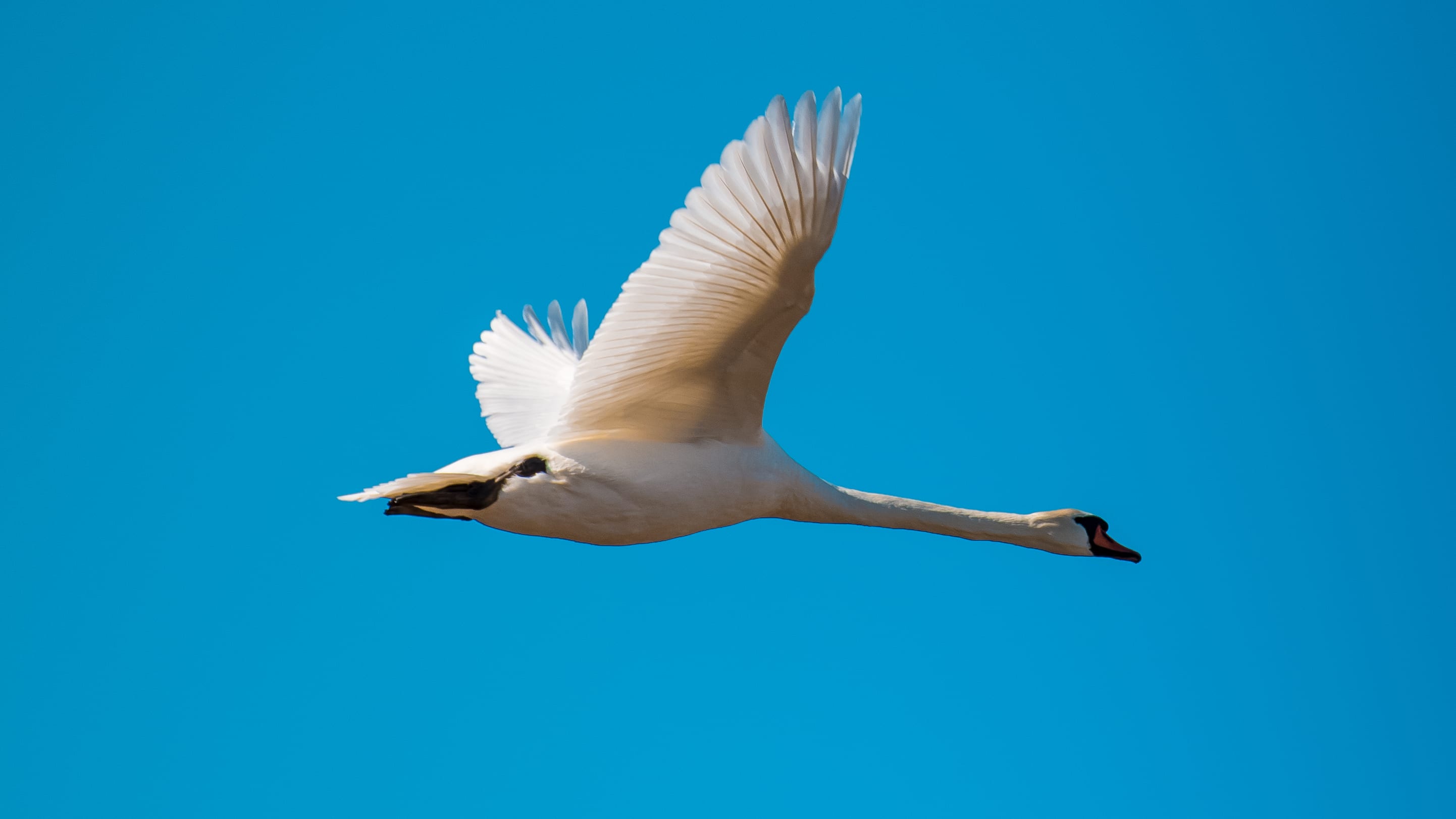 White swan flying with outstretched wings across a clear blue sky