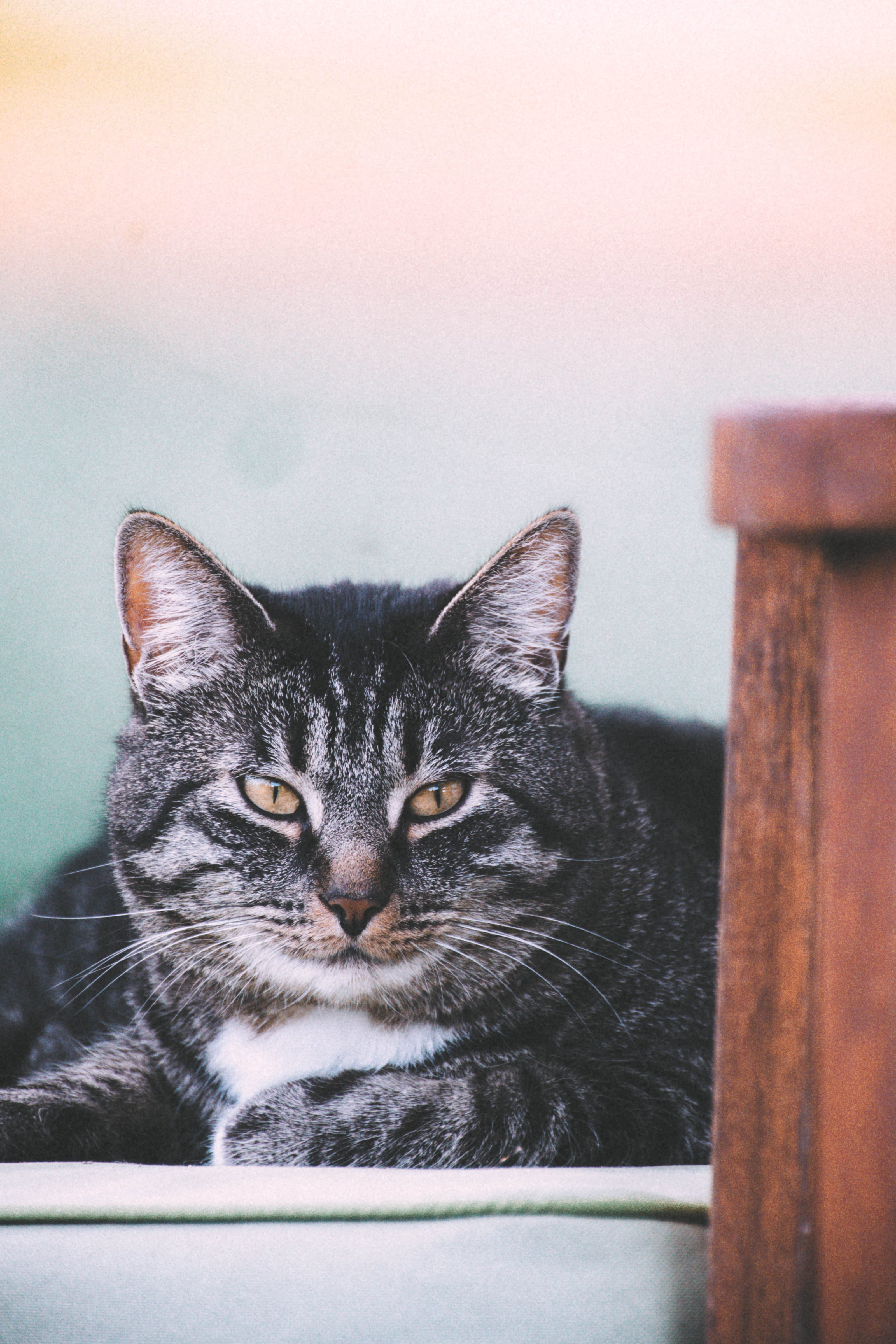 Tabby cat watching from behind a wooden fence in Rae Village, Estonia.