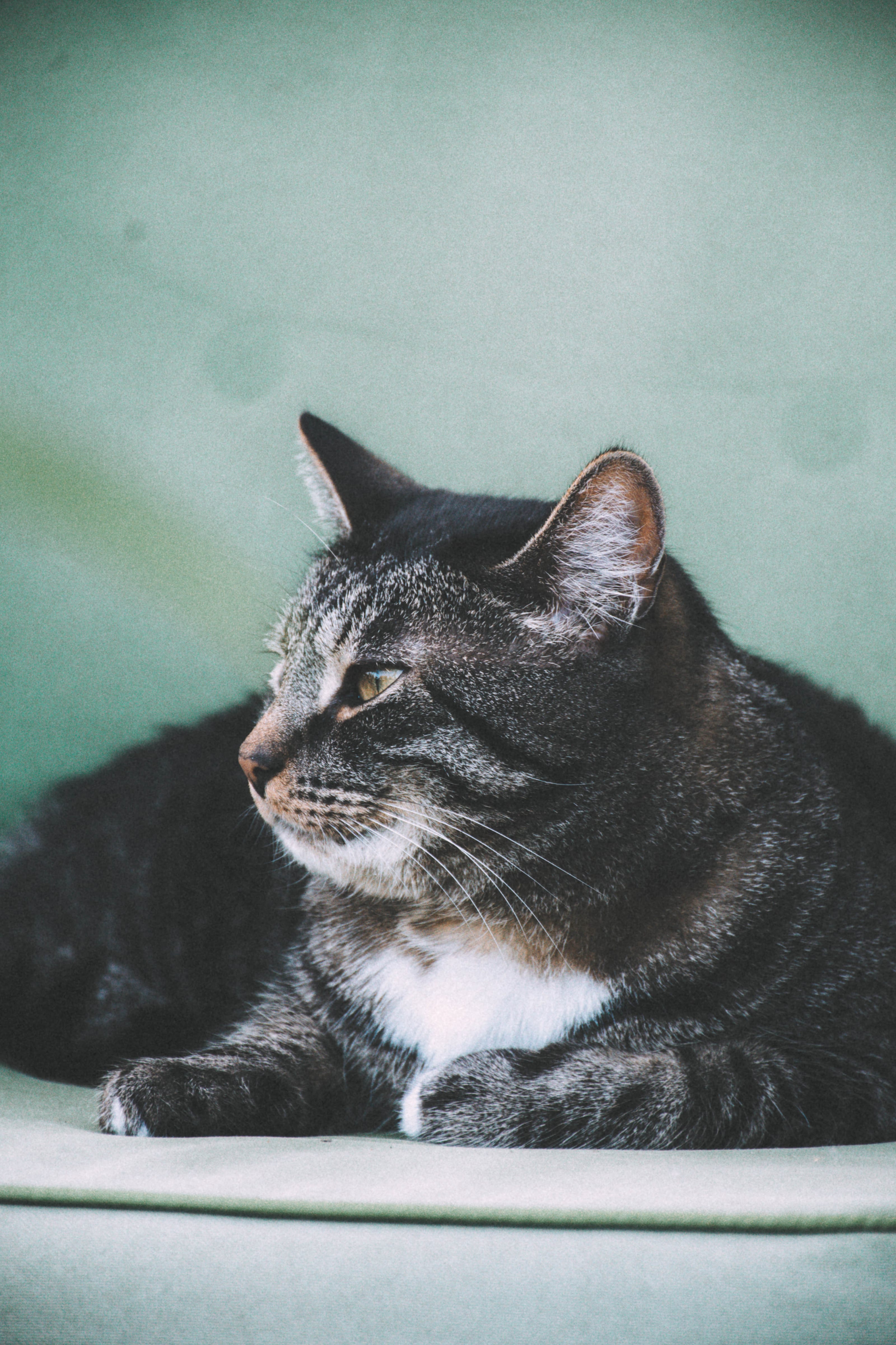 Tabby cat resting on an outdoor windowsill in Rae Village, Estonia.