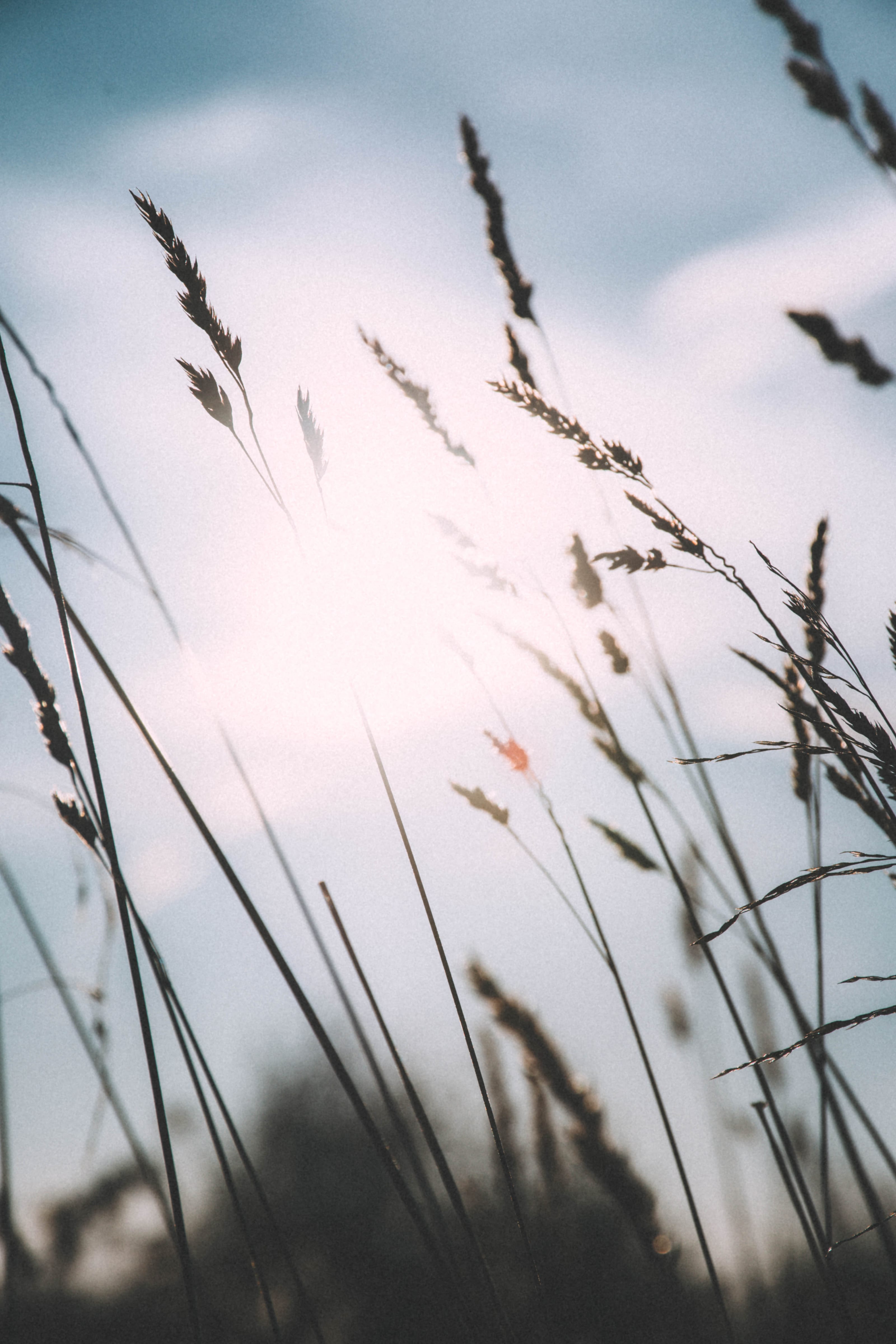 Tall meadow grasses reaching into a cloudy sky in Rae Village, Estonia.