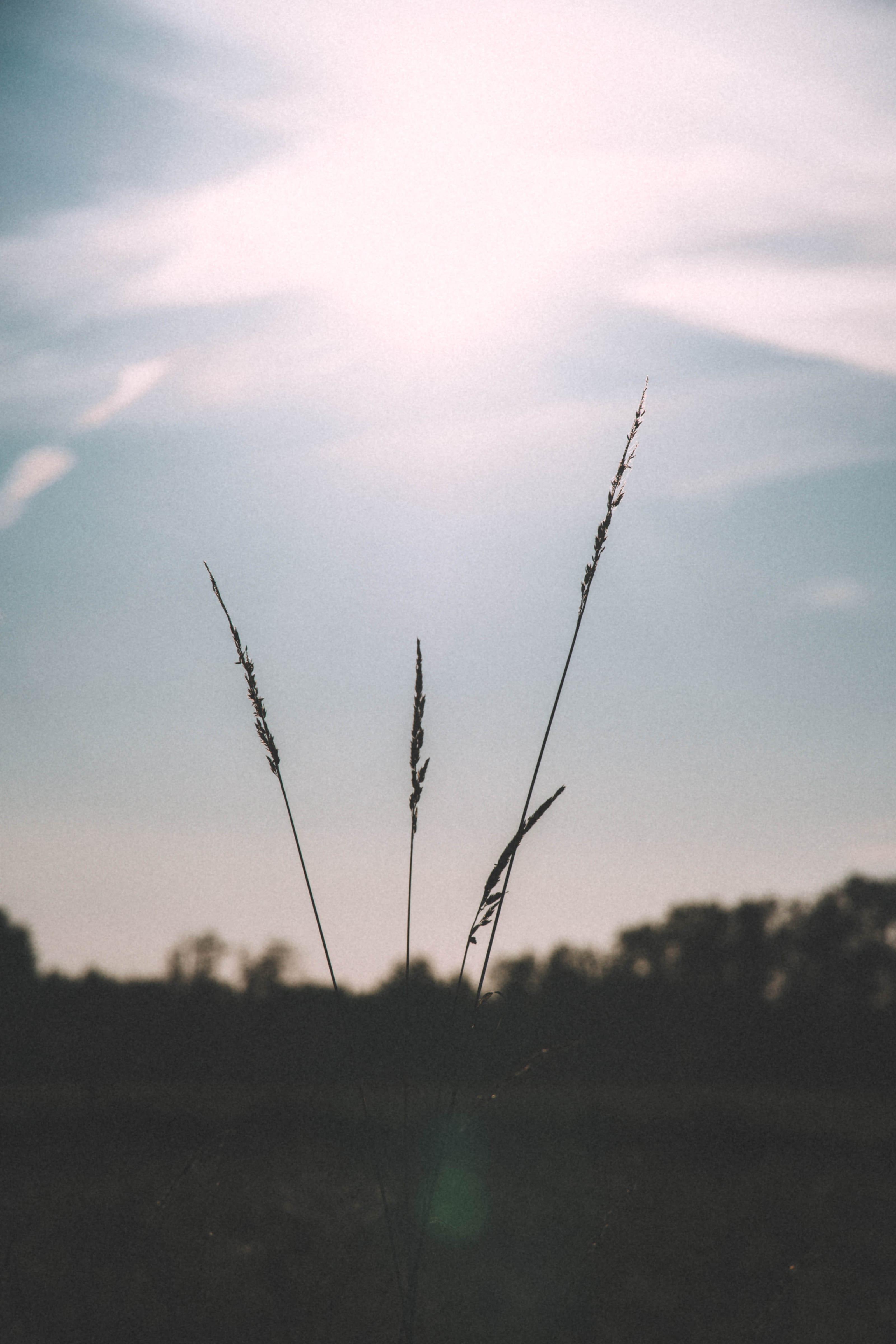 Two grass stems silhouetted against evening light in Rae Village, Estonia.