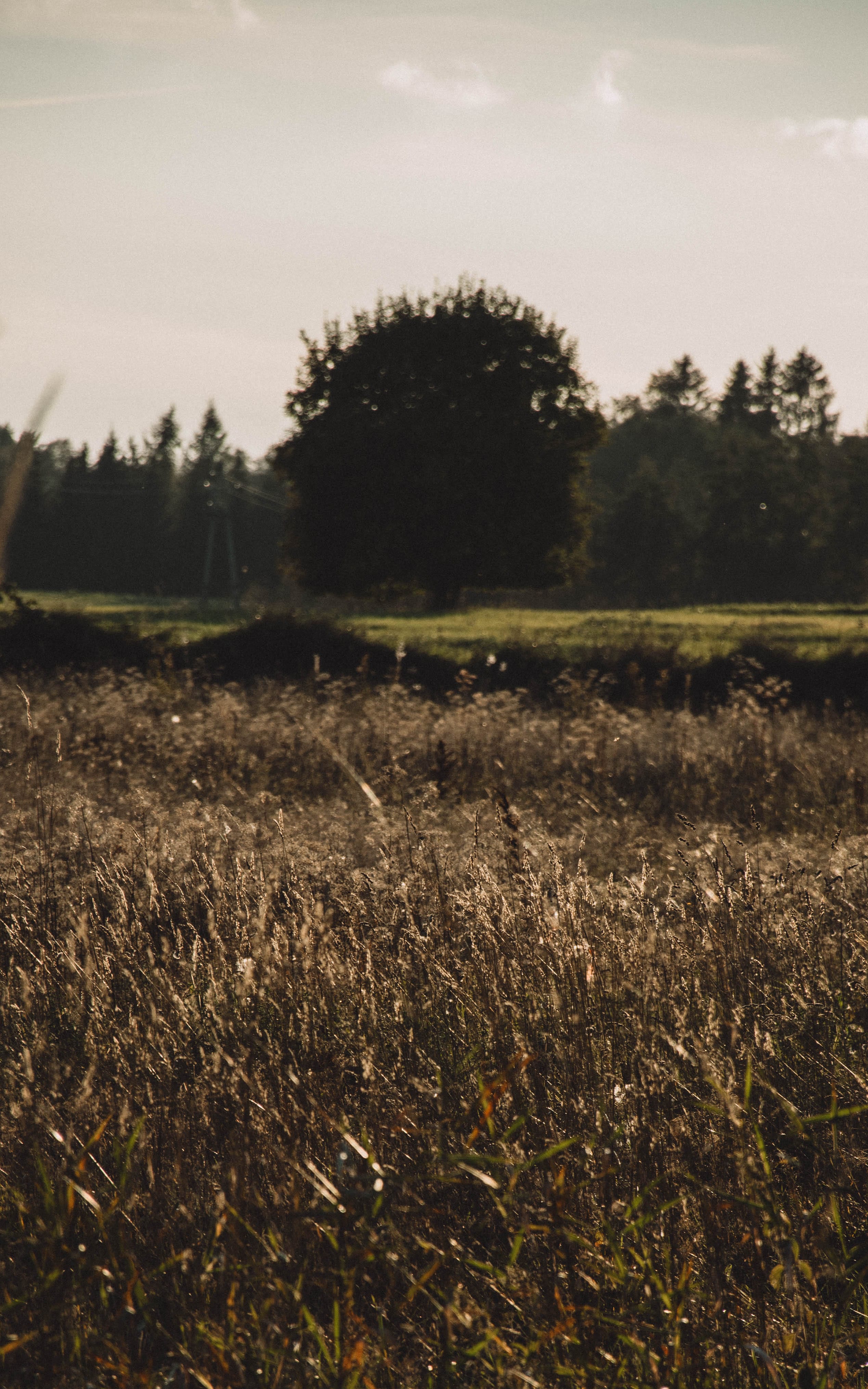 Dark meadow beneath a distant line of trees in Rae Village, Estonia.