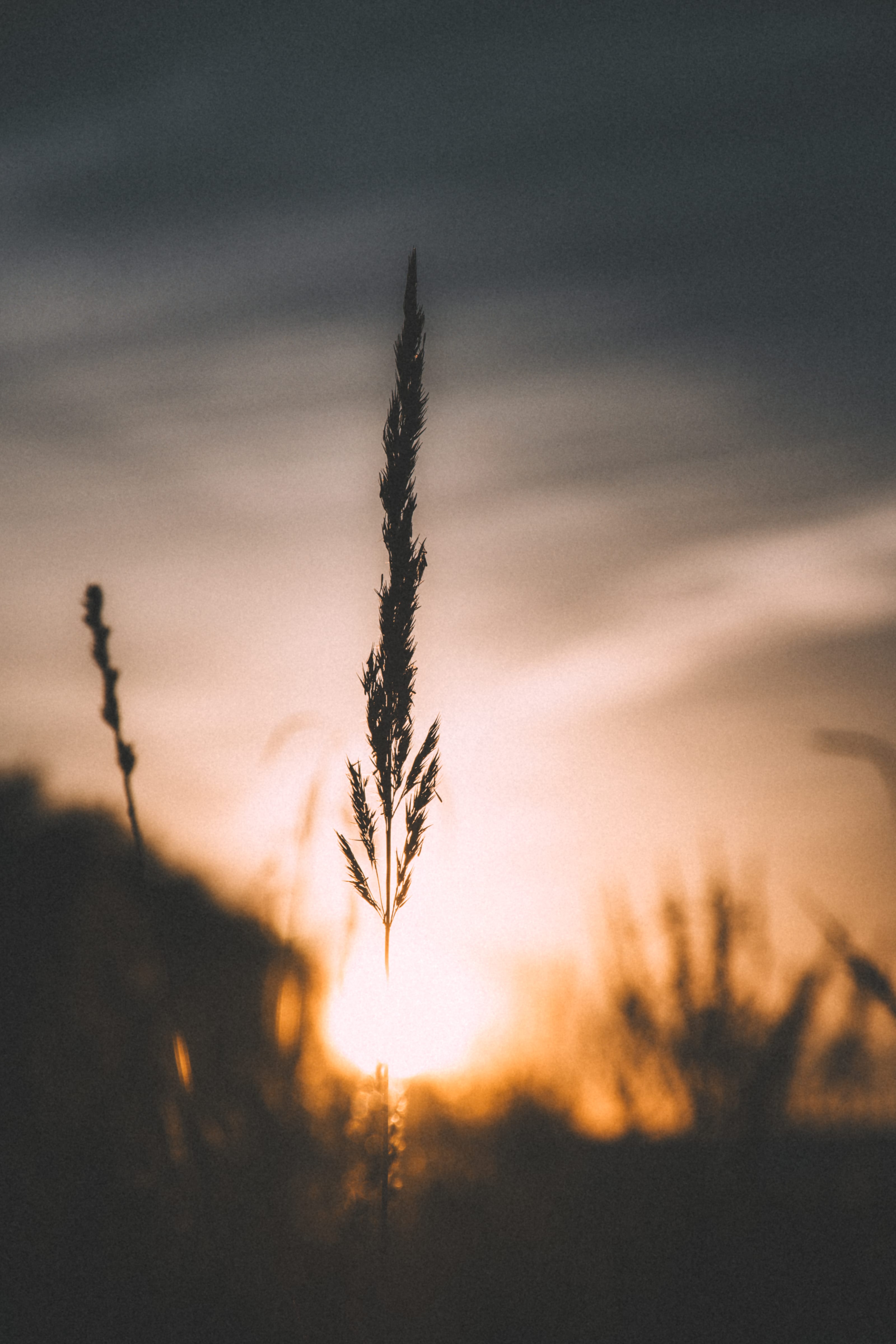 Single grass head glowing before the setting sun in Rae Village, Estonia.