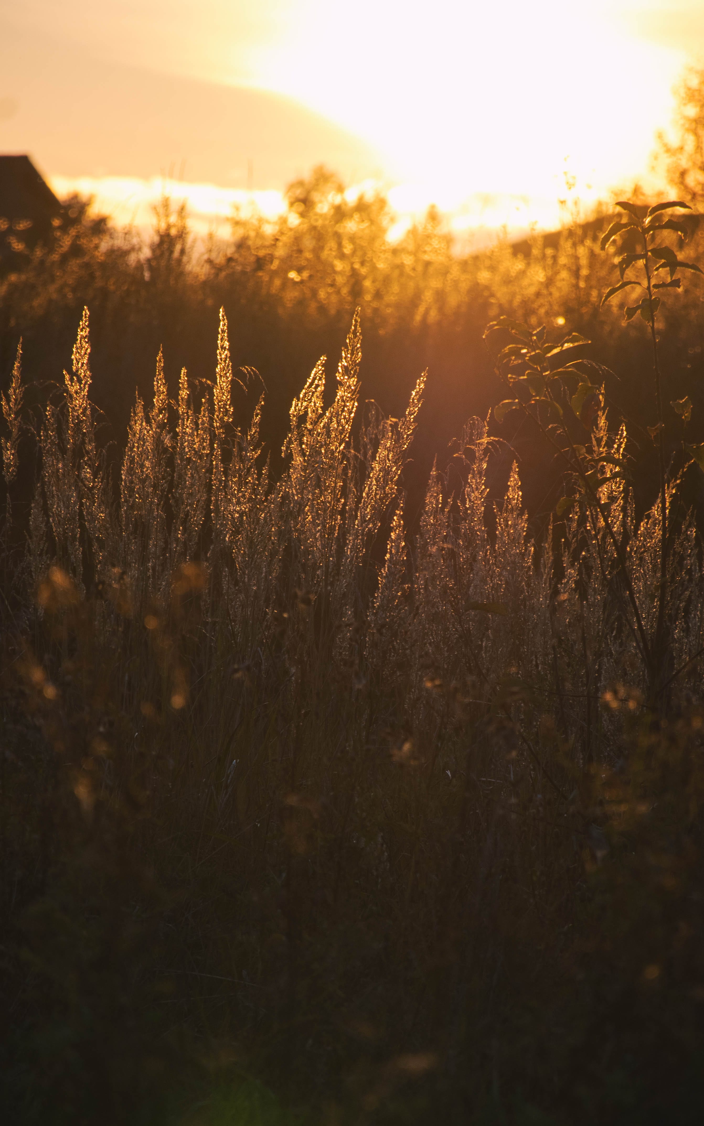 Golden meadow grass backlit at sunset in Rae Village, Estonia.