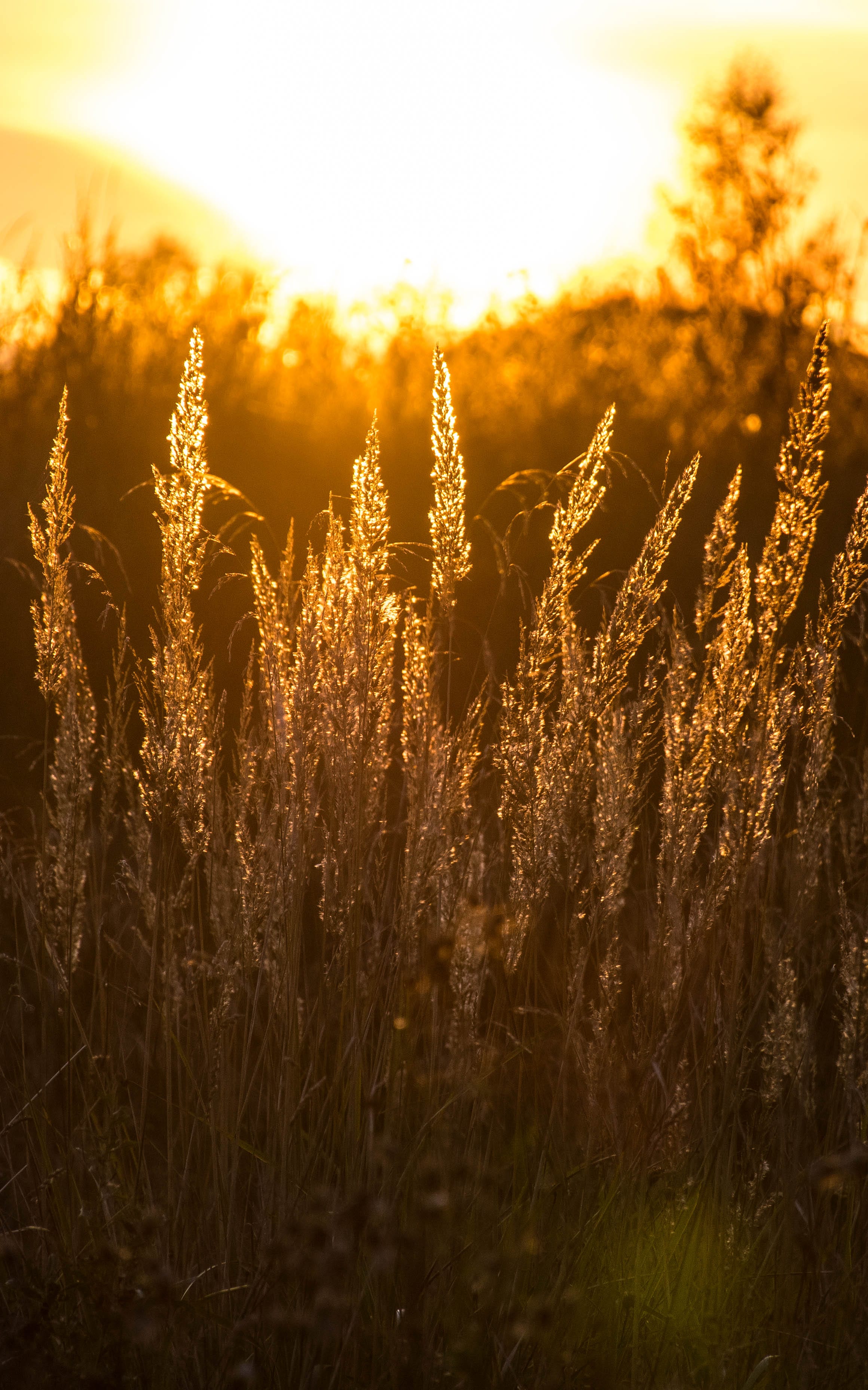 Sunlight pouring through tall amber grass in Rae Village, Estonia.