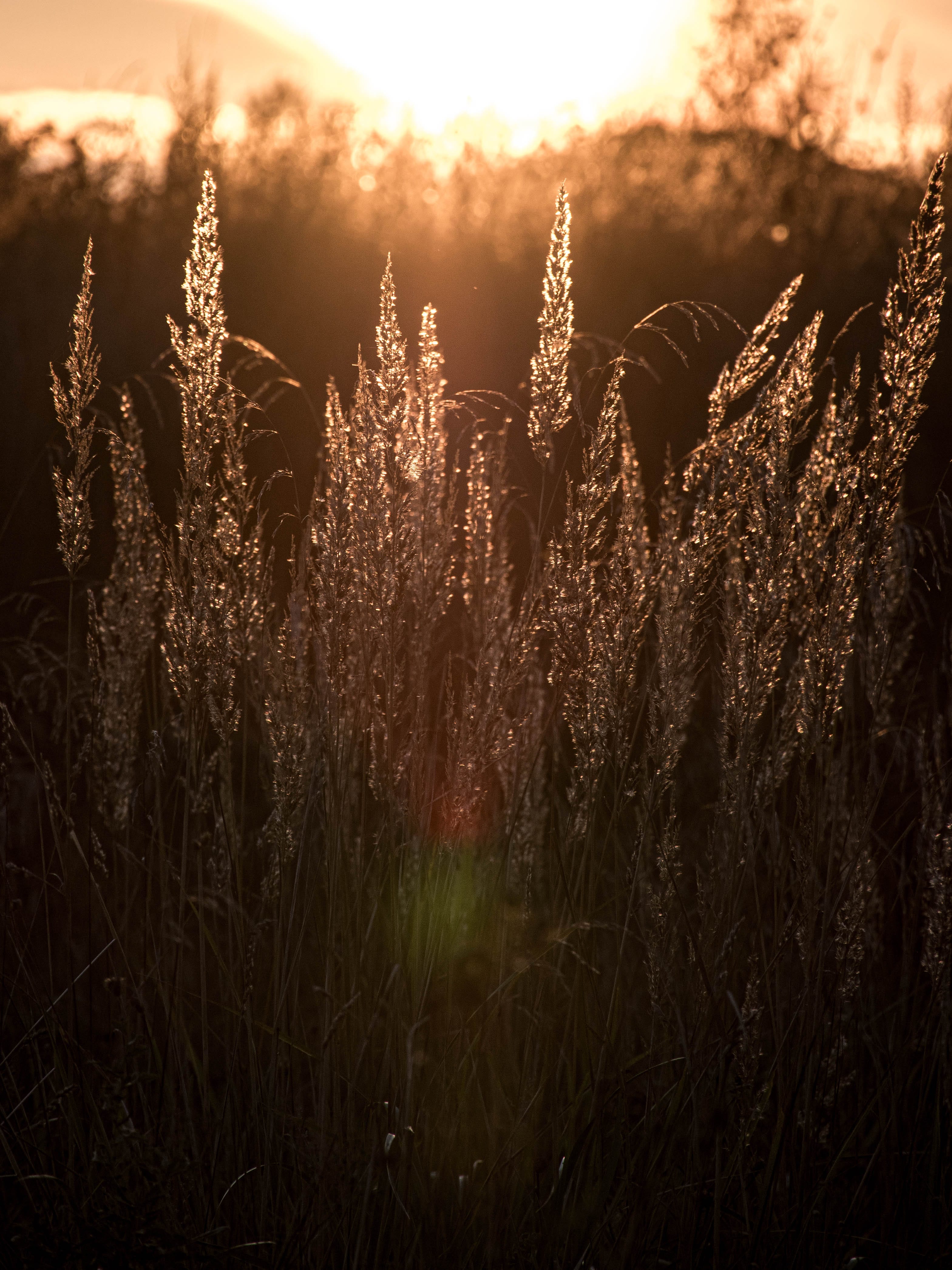 Vertical study of glowing grass at golden hour in Rae Village, Estonia.