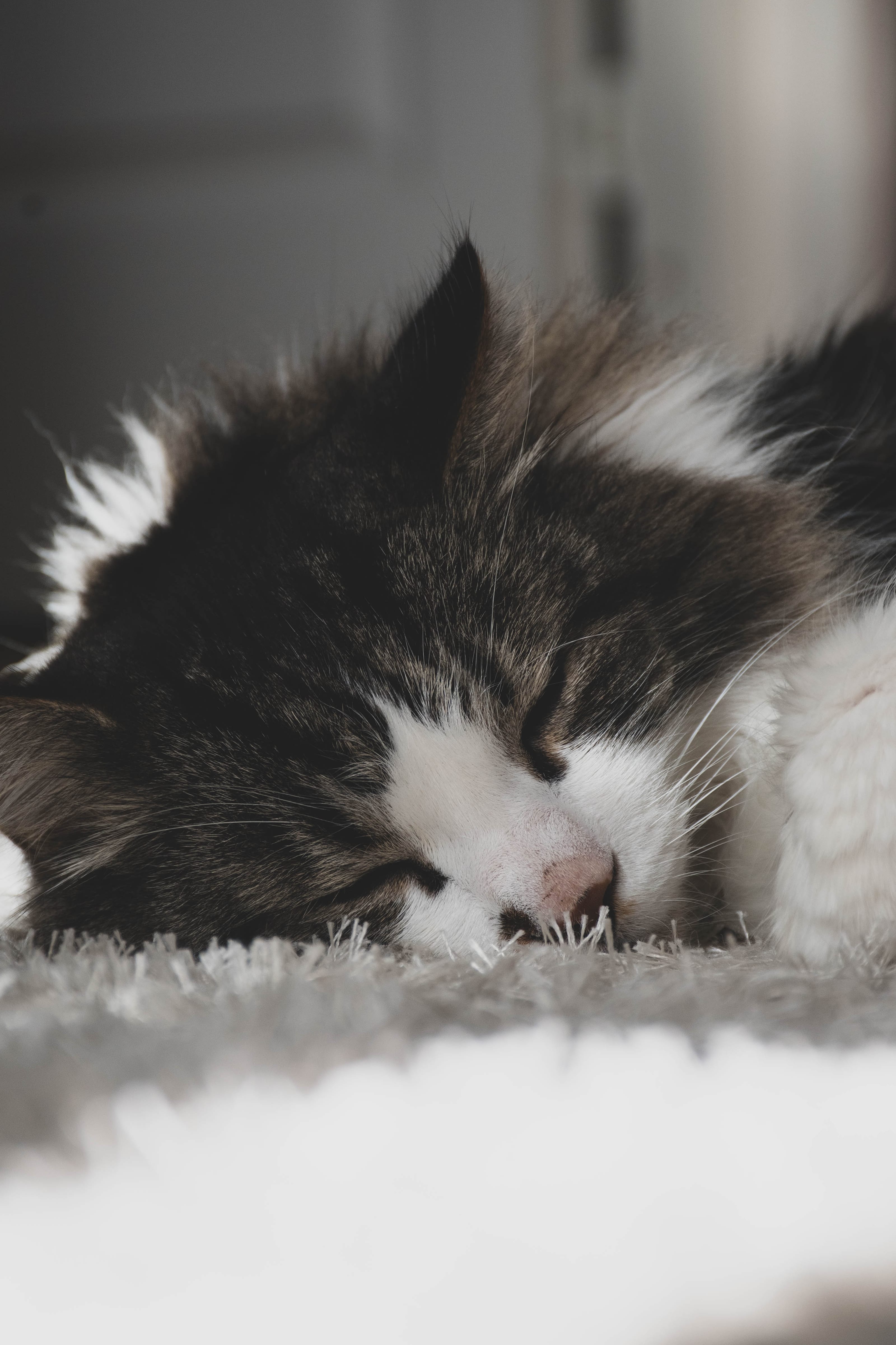 Sleeping black-and-white cat curled on a blanket in Rae Village, Estonia.