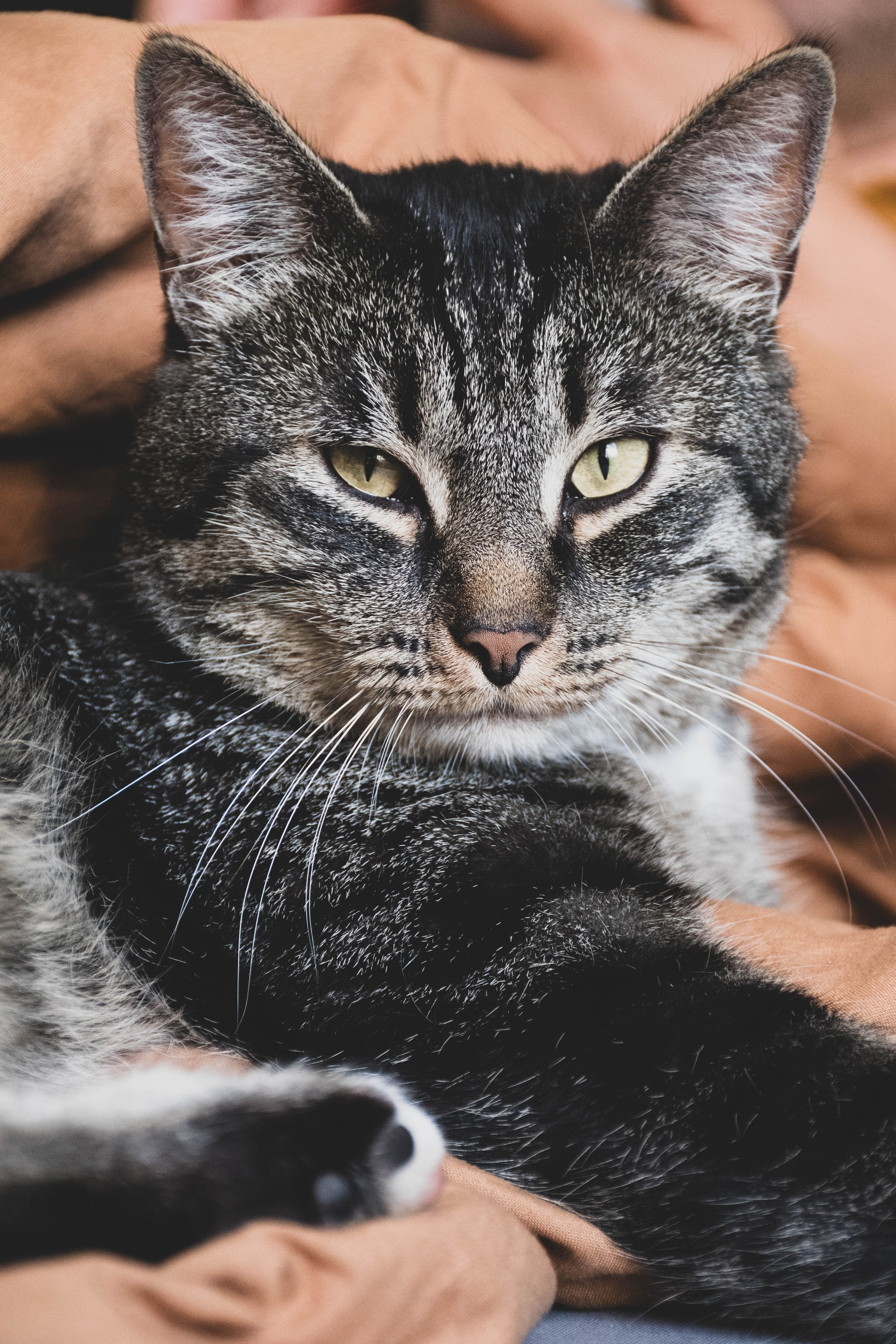 Tabby cat held in a person’s arms in Rae Village, Estonia.