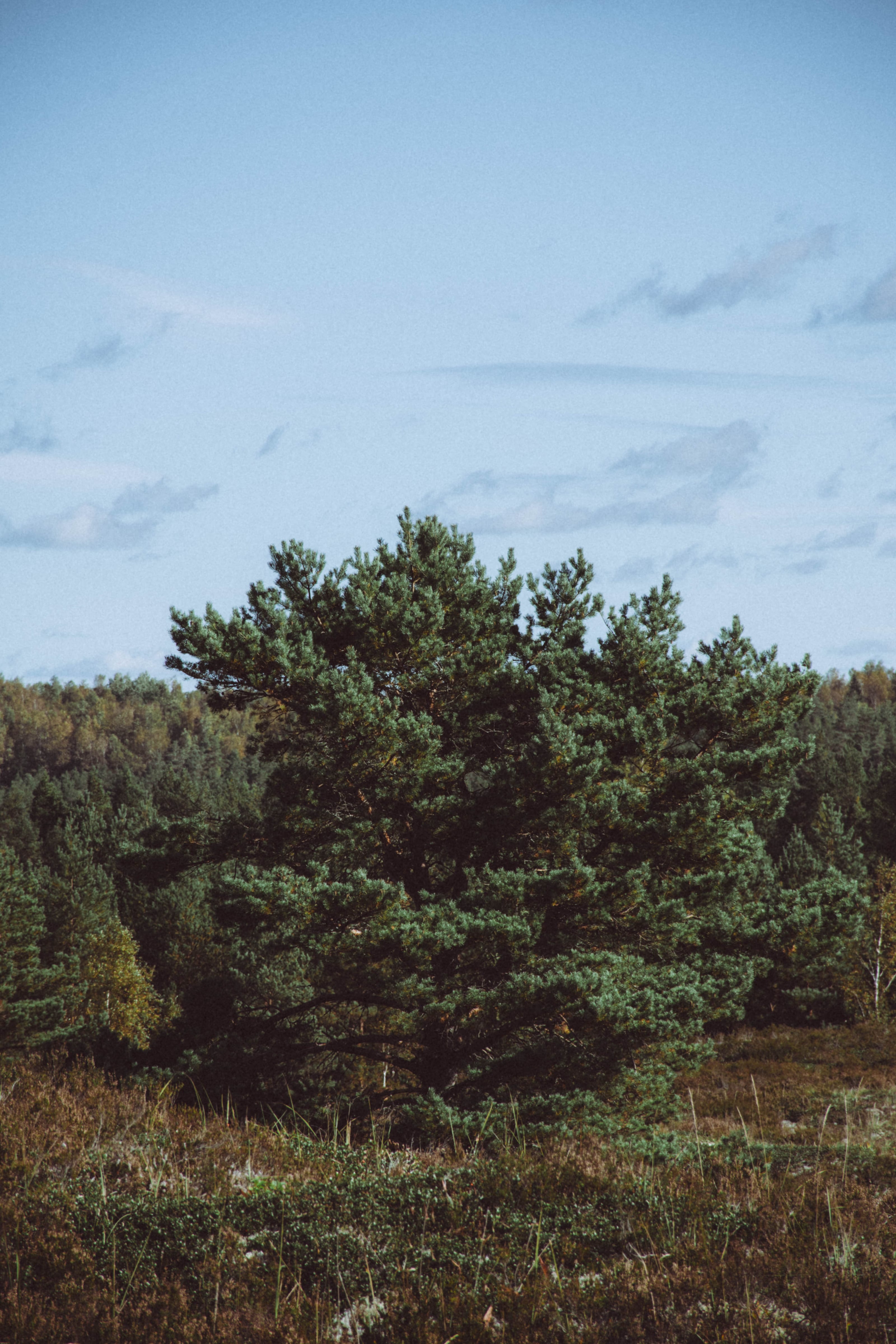 Low pine trees growing along an open field in Rae Village, Estonia.