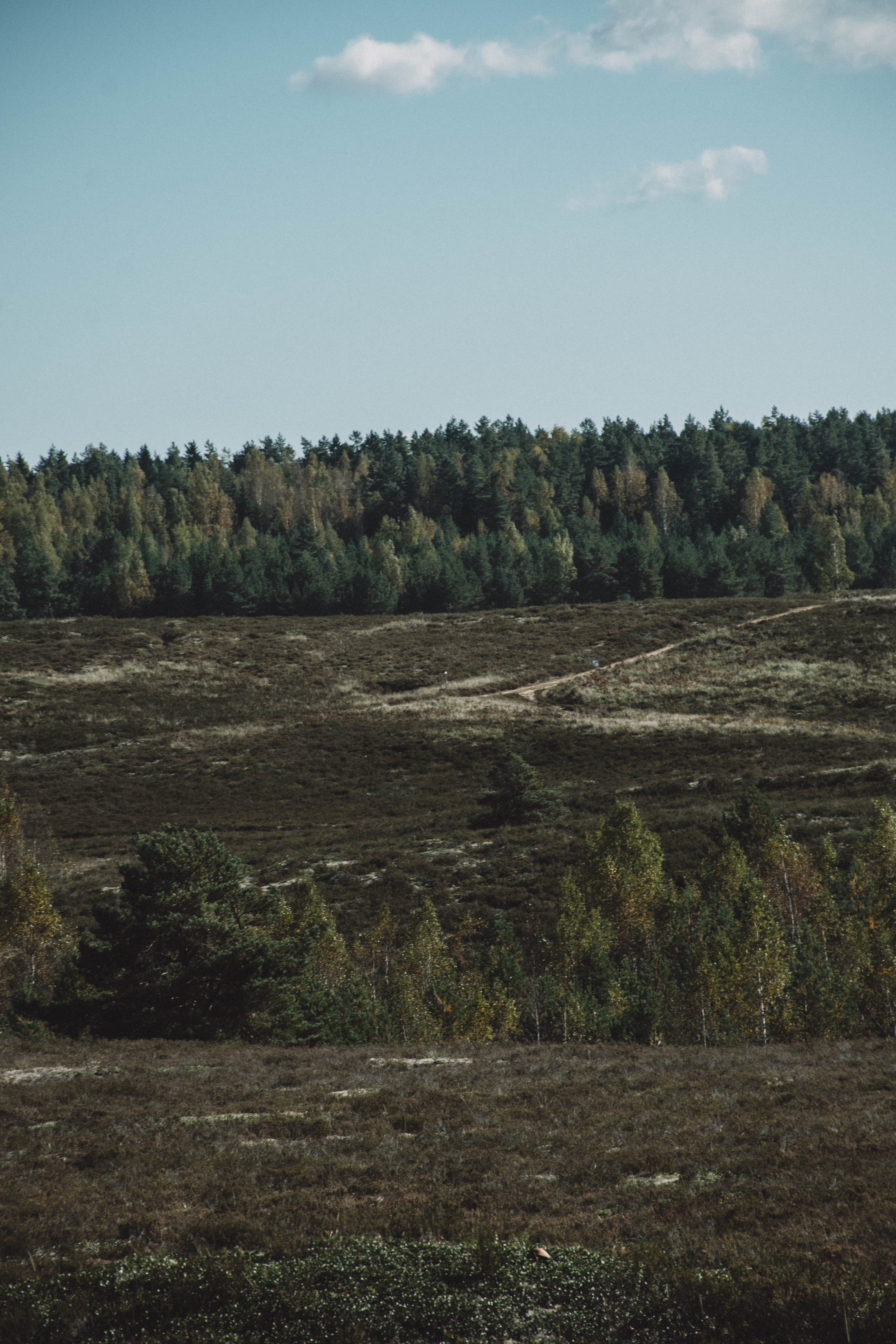 Wide heathland and forest edge under a pale sky in Rae Village, Estonia.