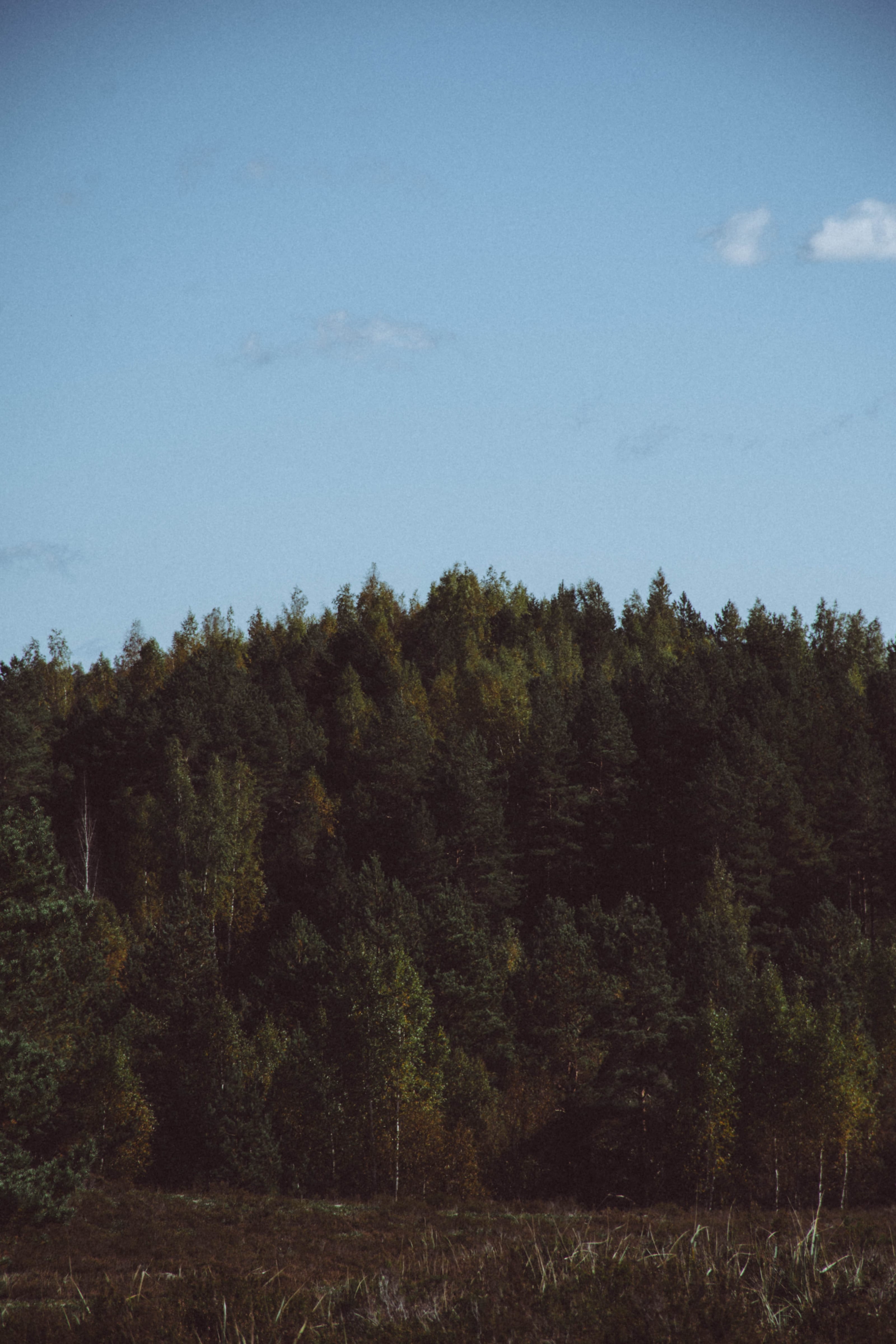 Dark conifer ridge beneath an open blue sky in Rae Village, Estonia.