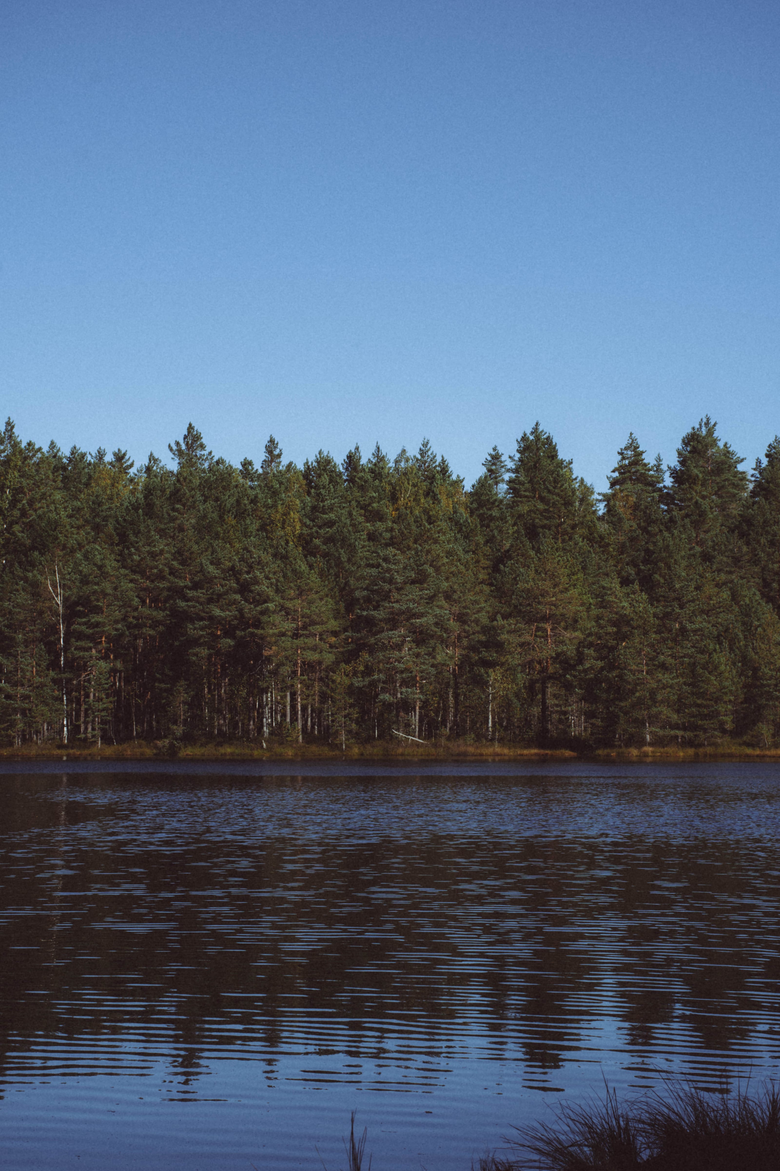 Forest reflected in a still rural lake in Rae Village, Estonia.