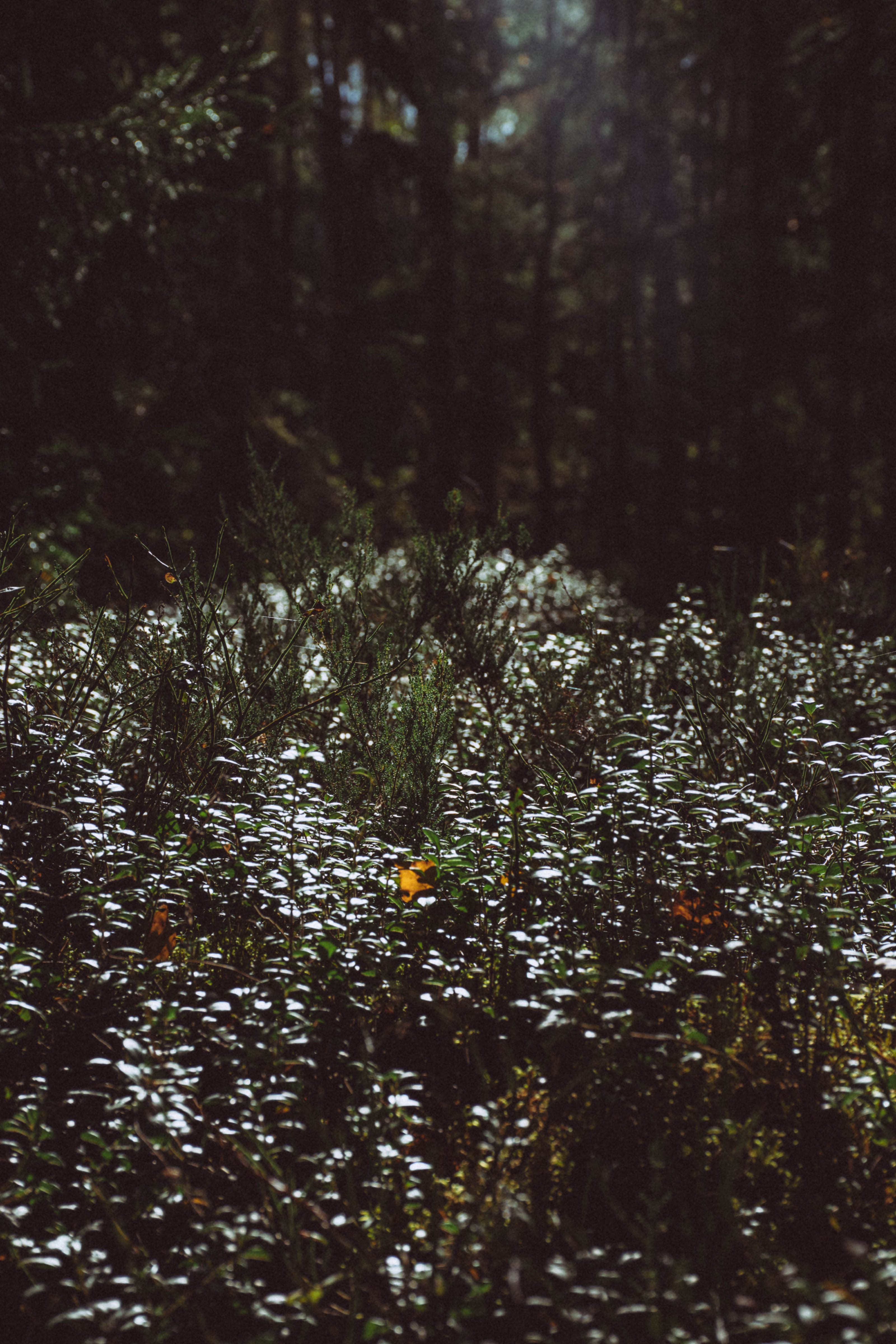 Golden leaves glowing in soft woodland light in Rae Village, Estonia.