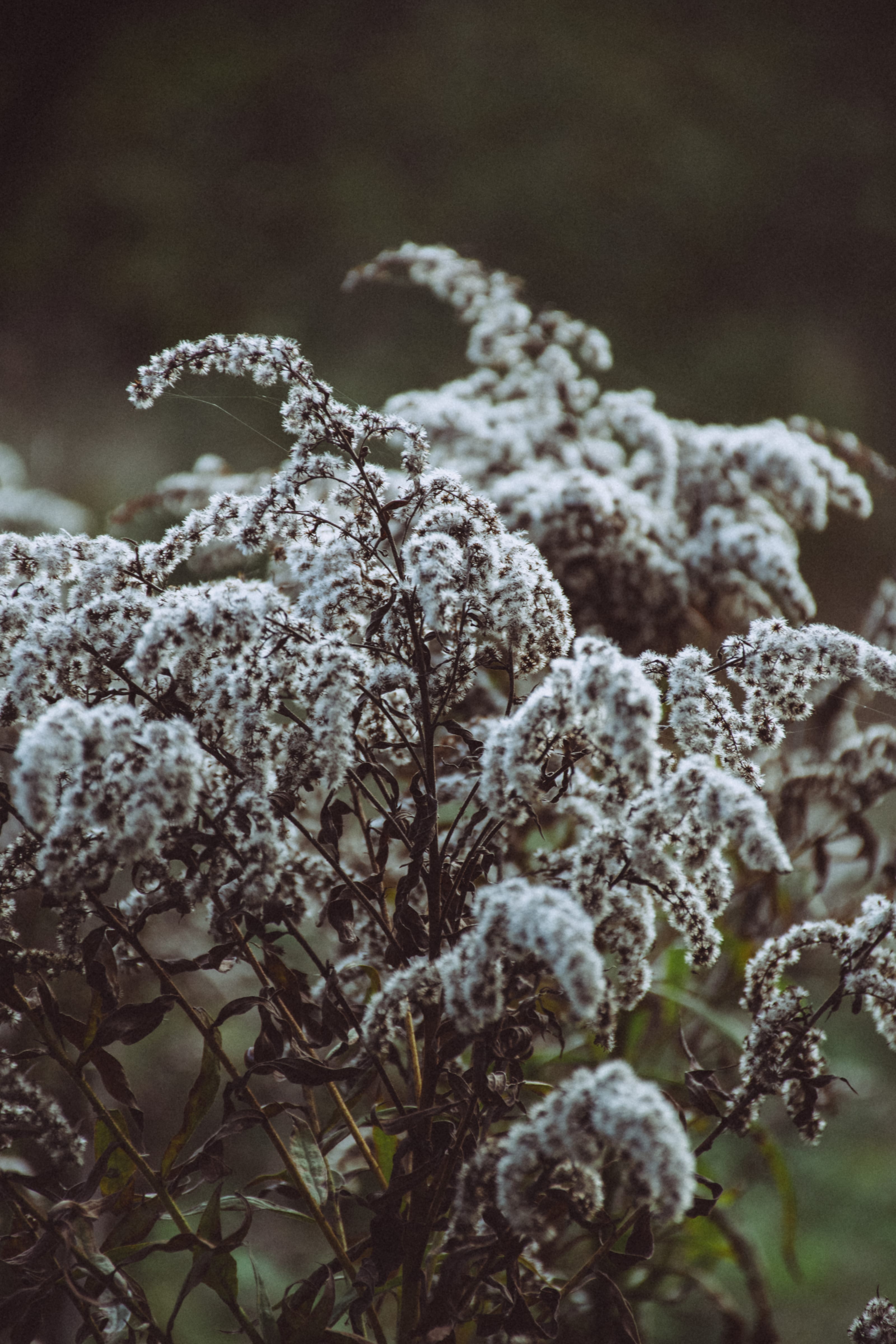 Bare hedgerow bordering a narrow grassy path in Rae Village, Estonia.