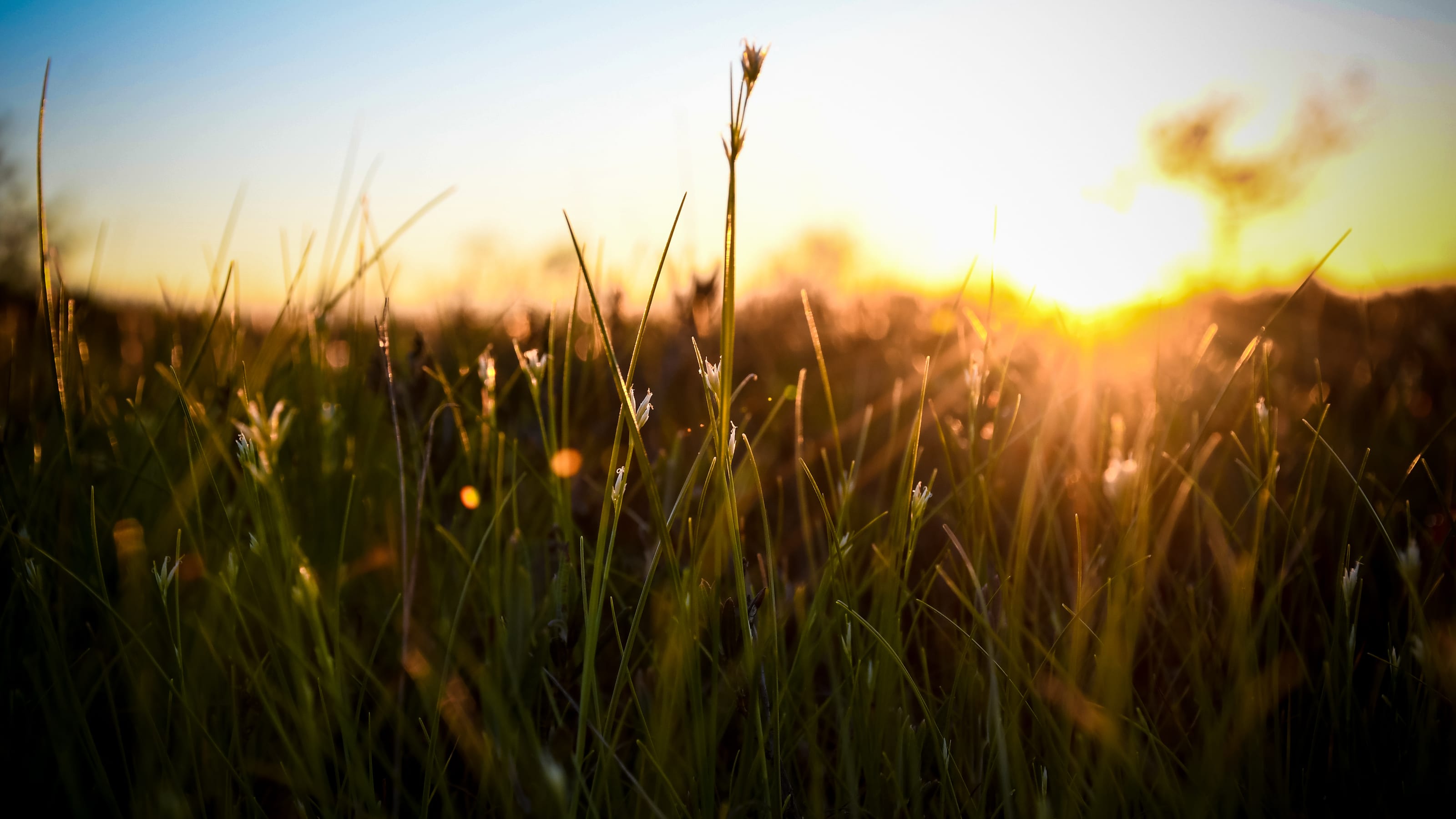 Sunrise shining through fine meadow grass in Tolkuse Bog, Estonia.