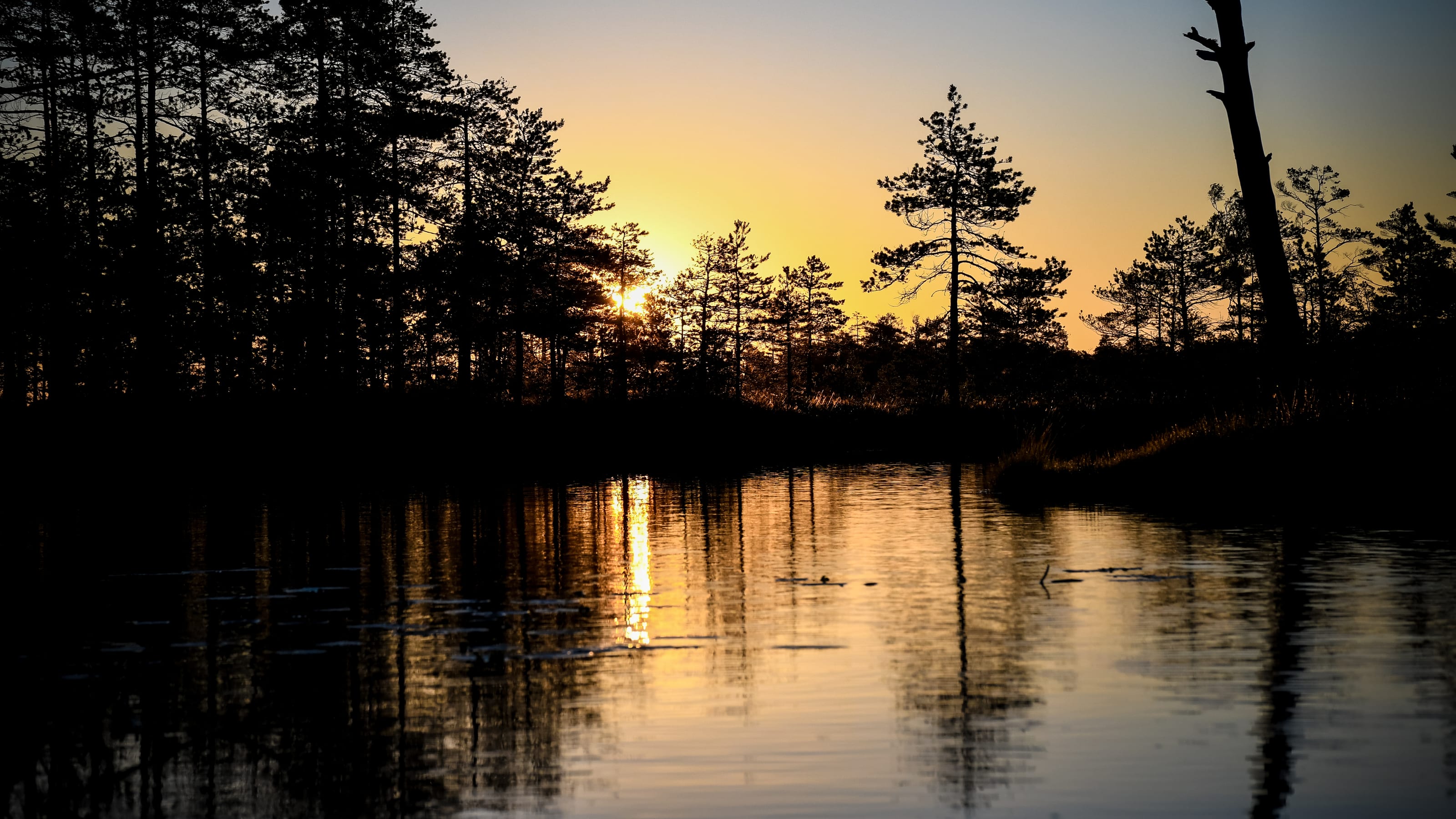 Dark pines mirrored in a still bog pool at sunrise in Tolkuse Bog, Estonia.