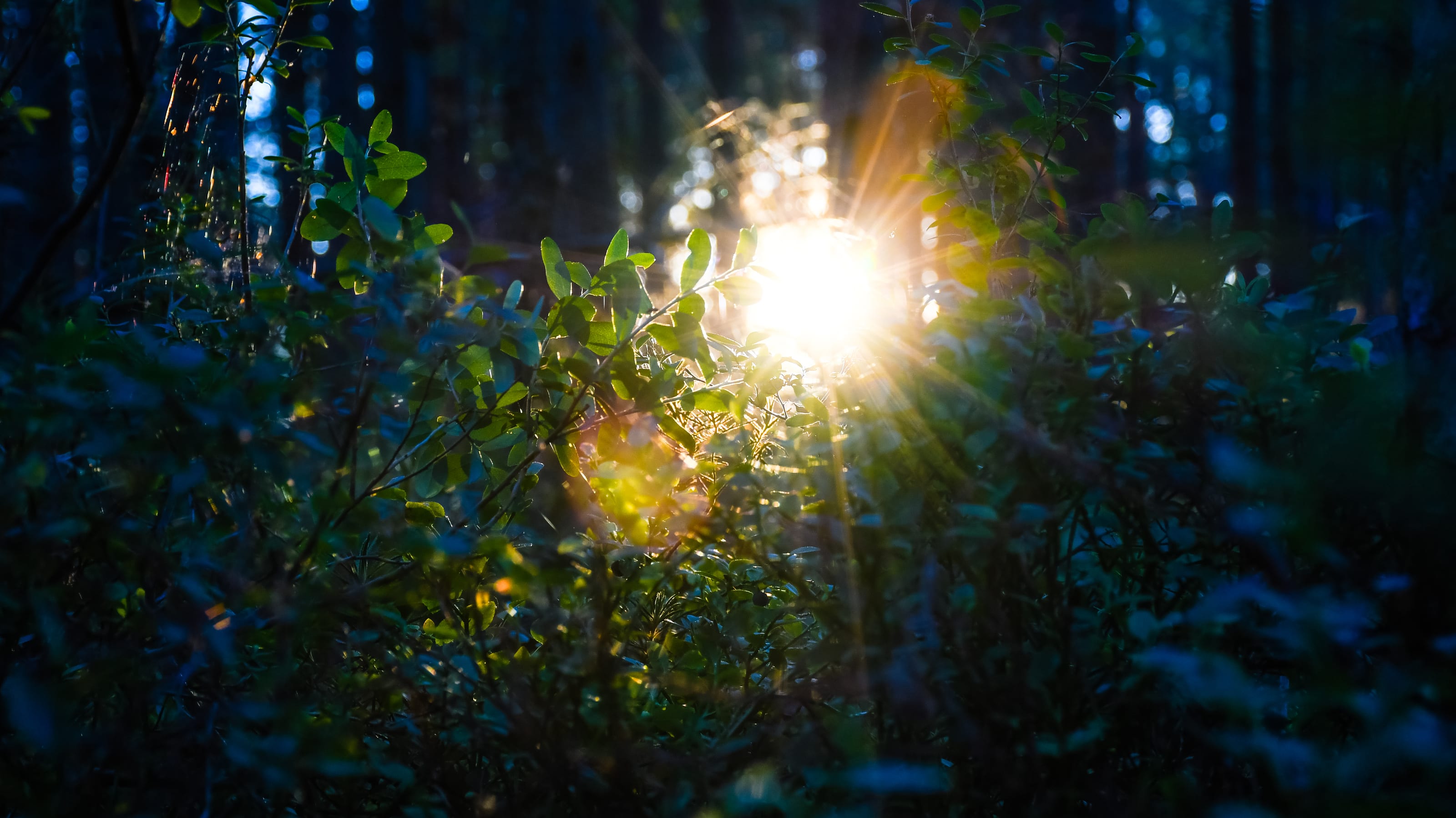 Sunburst filtering through deep blue forest shade in Tolkuse Bog, Estonia.
