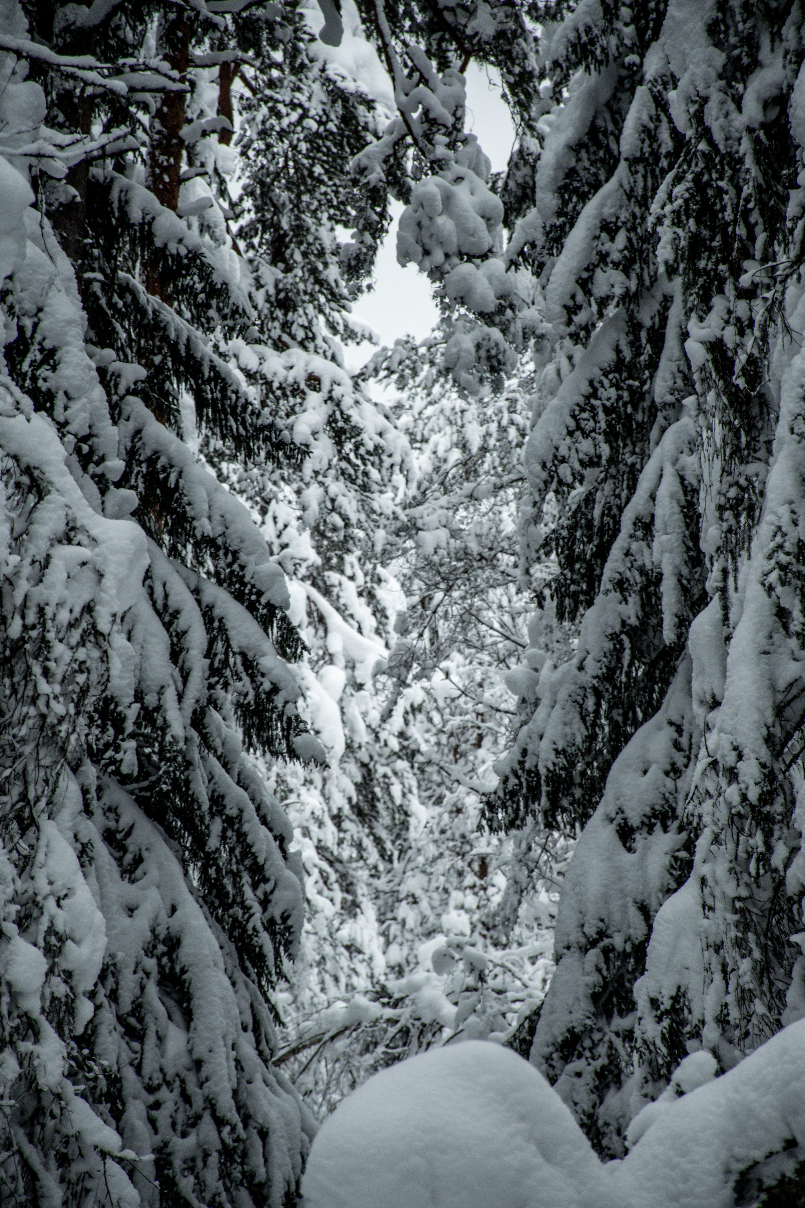 Snow-covered path enclosed by heavy spruce boughs in Viru Bog, Estonia.