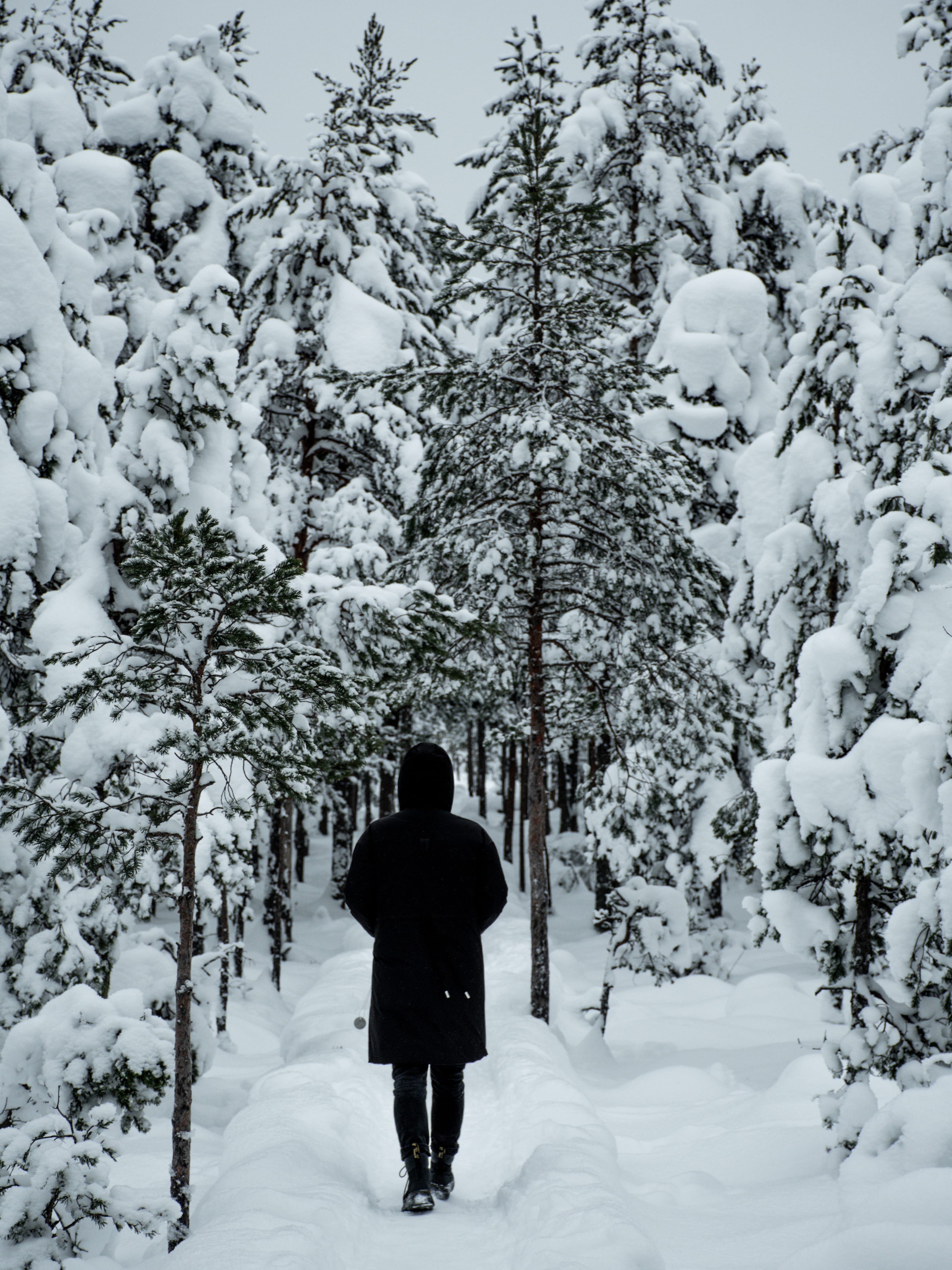 Solitary walker crossing a bright winter forest in Viru Bog, Estonia.