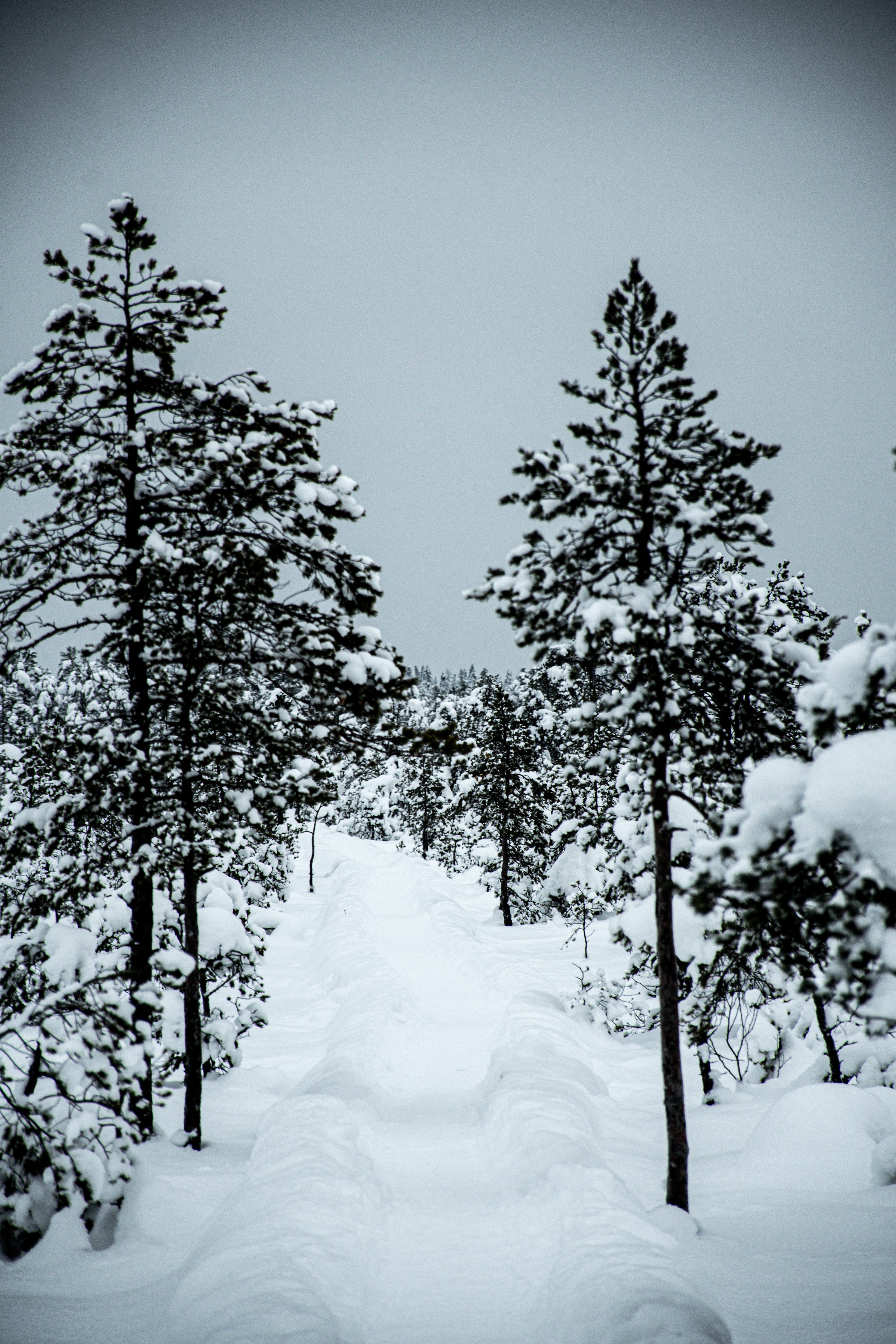 Sparse bog pines rising from deep snow in Viru Bog, Estonia.