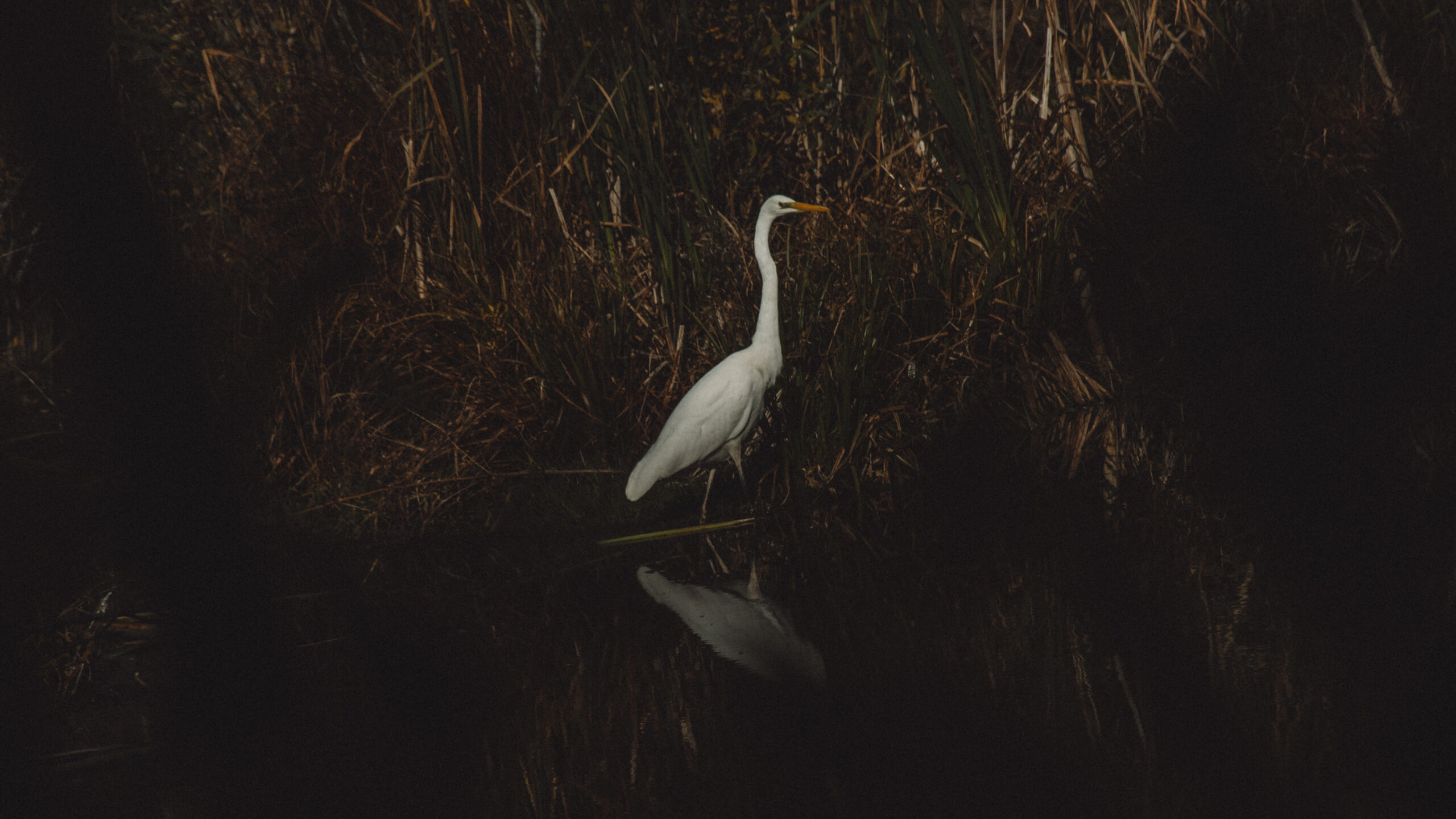 Paljassaare: Tallinna looduslik rahu oaas