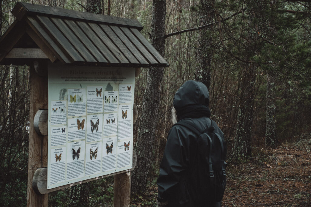 Matkaja peatub Pääsküla rabas, et uurida liblikate infotahvlit mööda laudteed liikudes.
