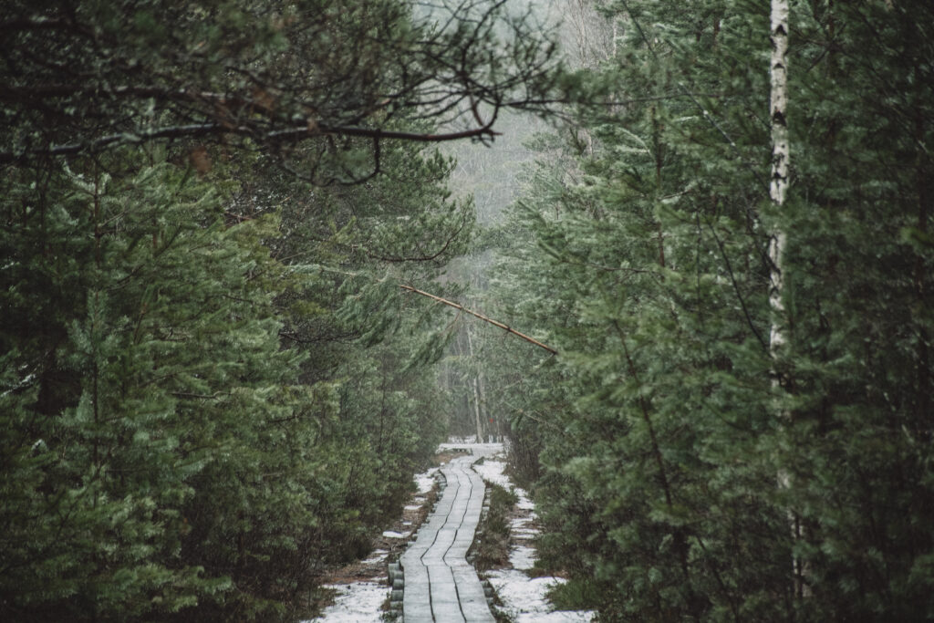 Kitsas laudtee lookleb läbi lumise männimetsa, juhtides matkalise sügavale Pääsküla raba vaikusesse.
