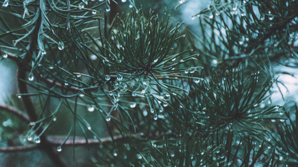 Lähivõte männiokastest, mille küljes ripuvad läikivad vihmapiisad pärast varahommikust sadu Pääsküla rabas.