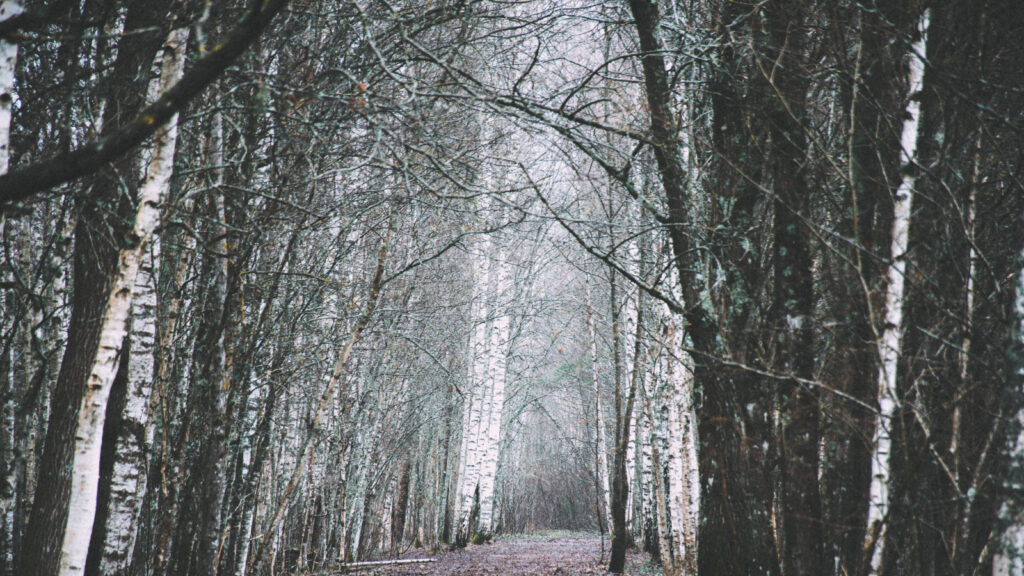Talvine metsatee, kus sirged kased ja männid kaunistavad teed, halli taevaga. Lumekate katab maapinda, luues rahuliku ja idüllilise õhkkonna.