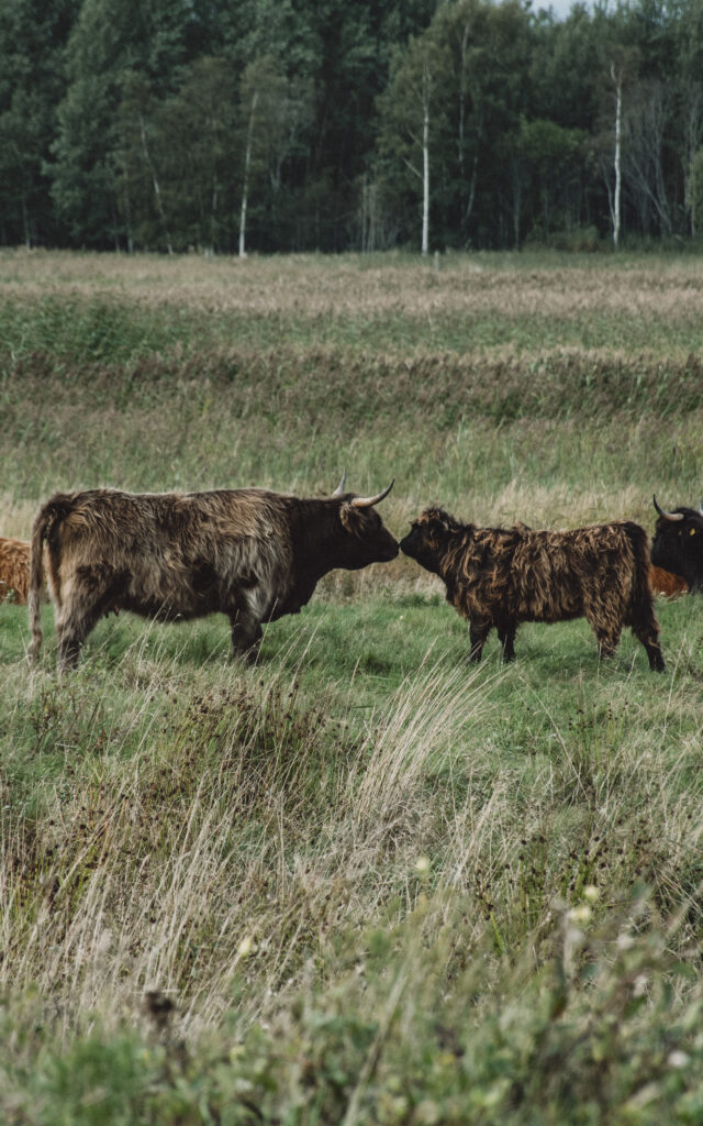 Šoti mägiveis rahulikus rohelises maastikus Paljassaarel, taustal merevaade või looduslik ümbrus.