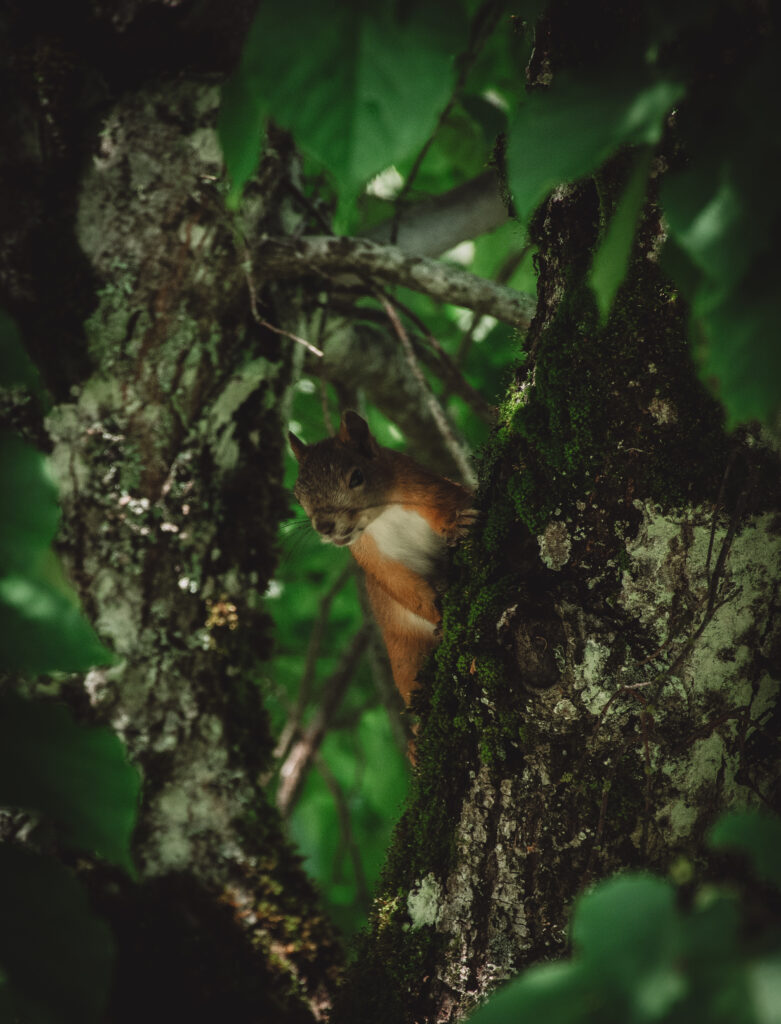 Wild squirrel sitting on a tree branch in Aegviidu forest