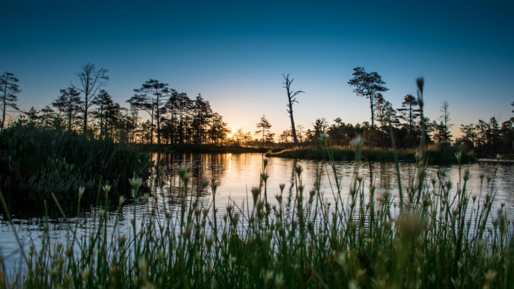 Päikesetõus Tolkuse rabas, peegeldades vett ja siluette metsa taga.