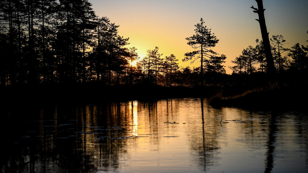 Tolkuse raba varahommikune päikesetõus, mille peegeldusega veepinnal ja silueti puudega looduse rahu.