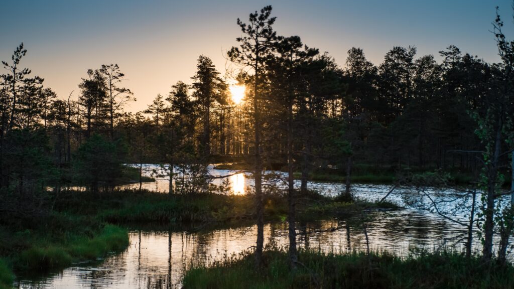 Tolkuse raba hommikune maastik, kus päike tõuseb puude vahelt ja peegeldub veepinnal, ümbritsetud madalate männi- ja rohttaimedega.