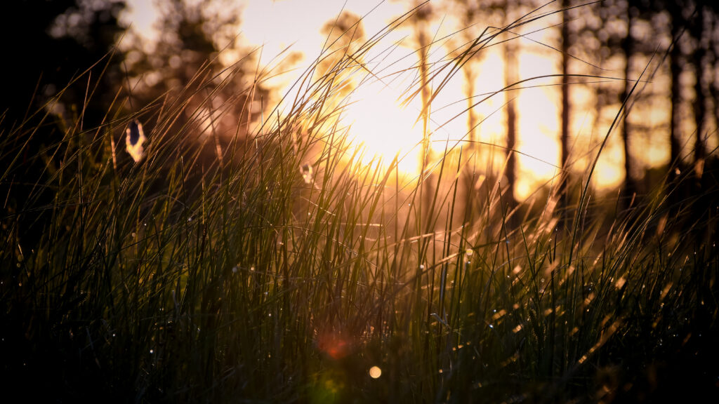 Kauged mändide siluetid ja särav päike tõuseb muru kohal, millel sädelevad kastepiisad.