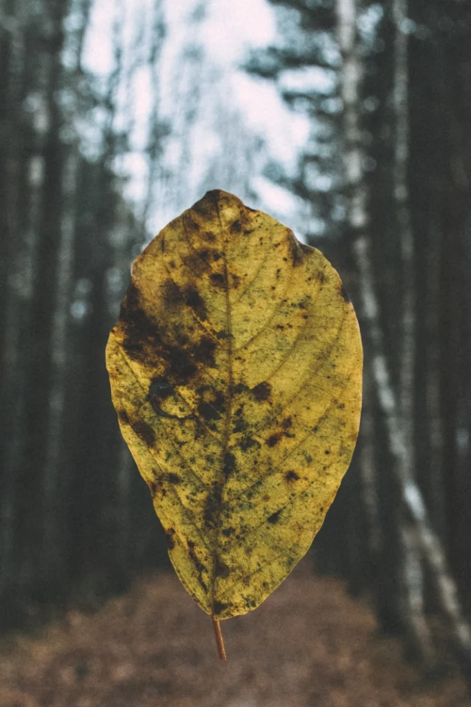 Lähikauguses rippuv sügispunane leht metsaraja kohal, taustal udused puud.