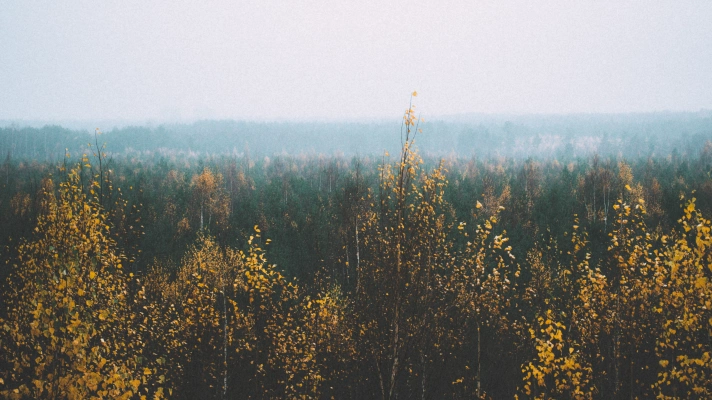Kaukaava metsamaa, kus hall taevas sulandub roheliste okastega männimetsadesse, esiplaanil kollaste lehtedega puud.