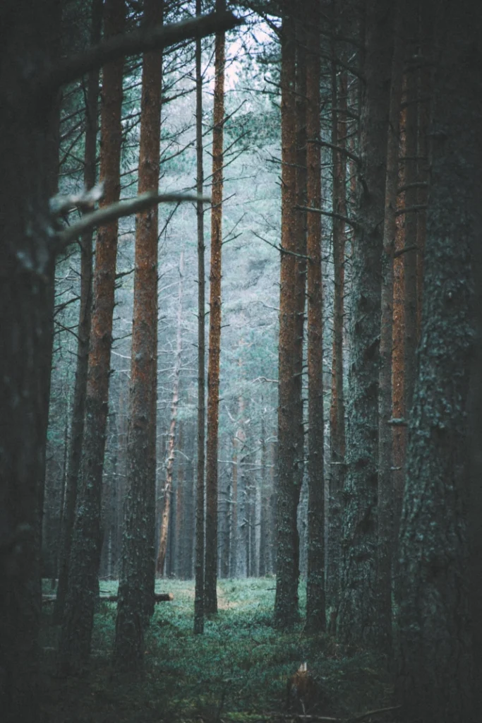 Metsateedega mets, kus sirged männid ulatuvad kõrgele, ja madalamal rohelus koos pehme samblaga, udu hingab läbi puude.