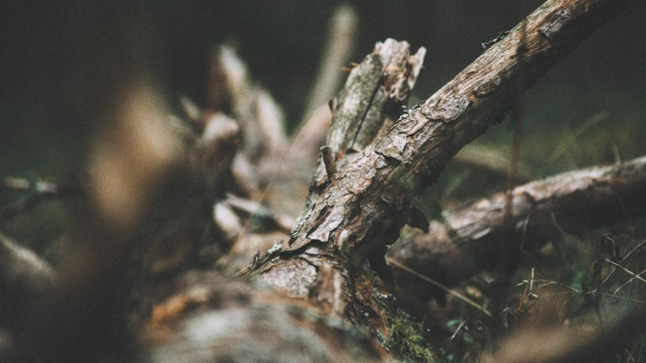 Close-up of fallen branches on the forest floor, showcasing textures and colors of the wood against a natural backdrop.