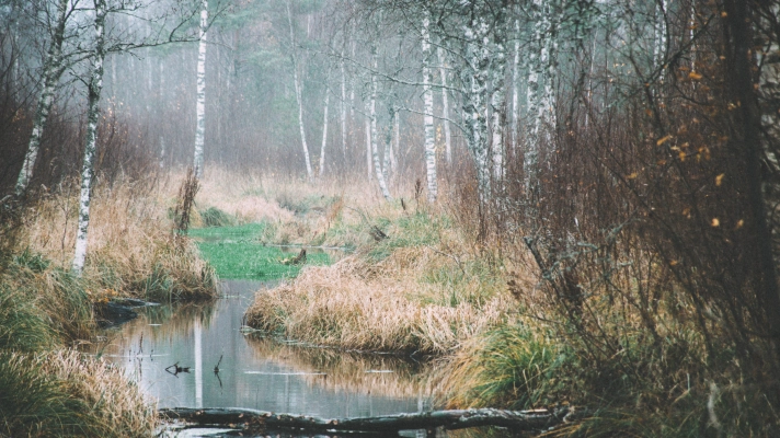 Uduse hommiku maastik Pääsküla rabas, kus lookleb madal niit, mille servades kasvavad kased ja kõrge rohi, peegeldades rahu ja looduslikku ilu.