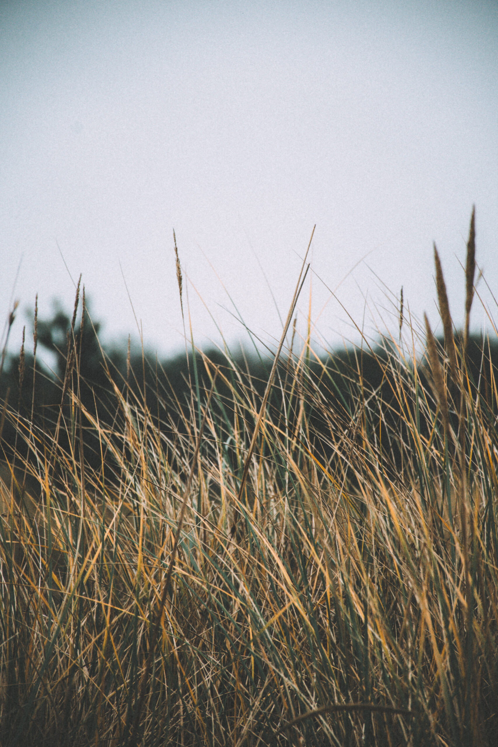 Misty Tranquility: Exploring the Hidden Beauty of Liivanõmme Hiking Trail