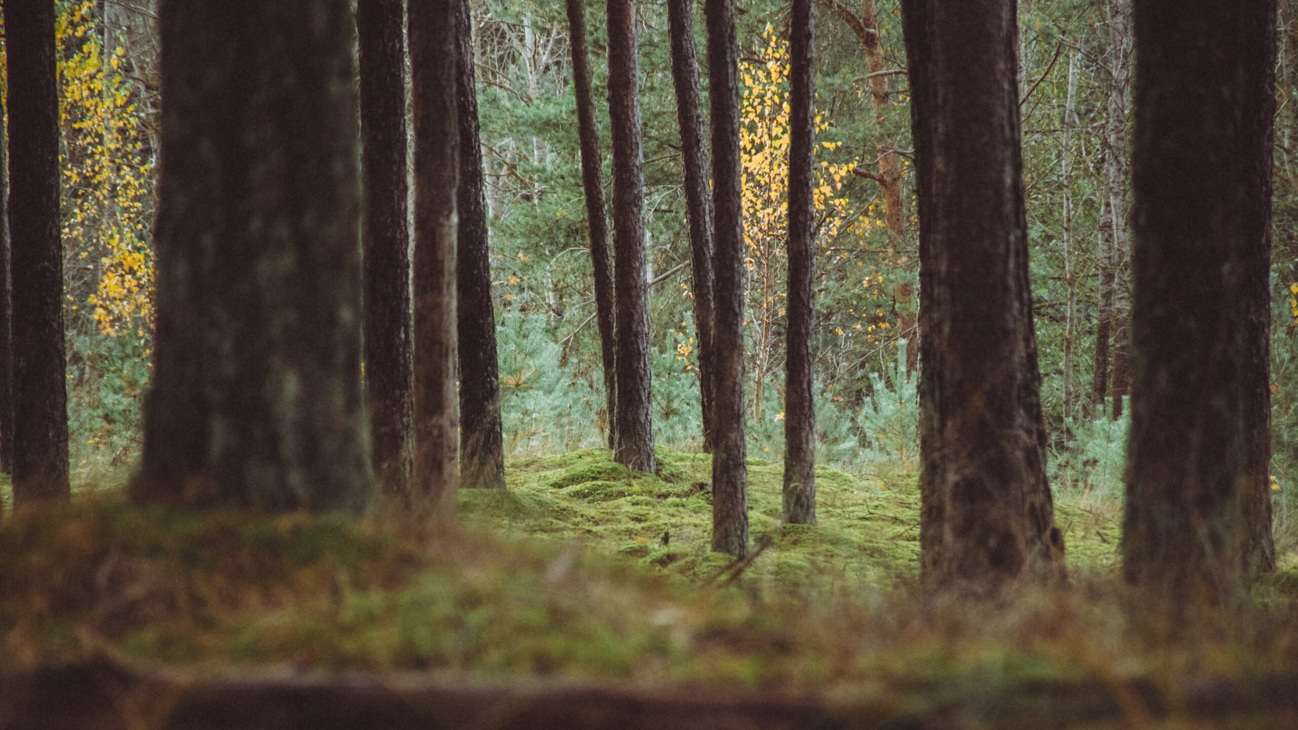 Järvevana Terviserada: A Hidden Gem in Tallinn