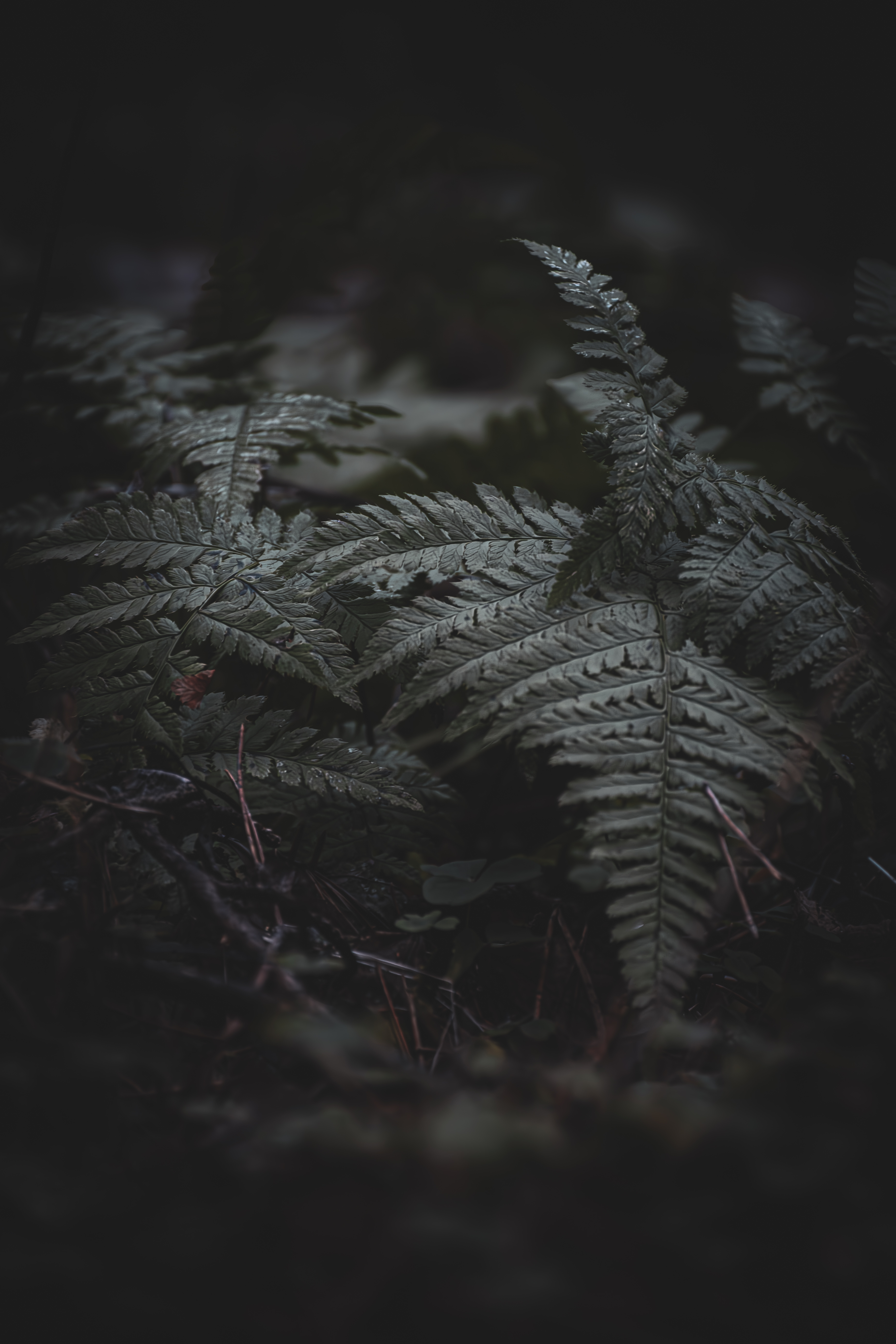 Estonia Bog Photography for Hikers and Creatives